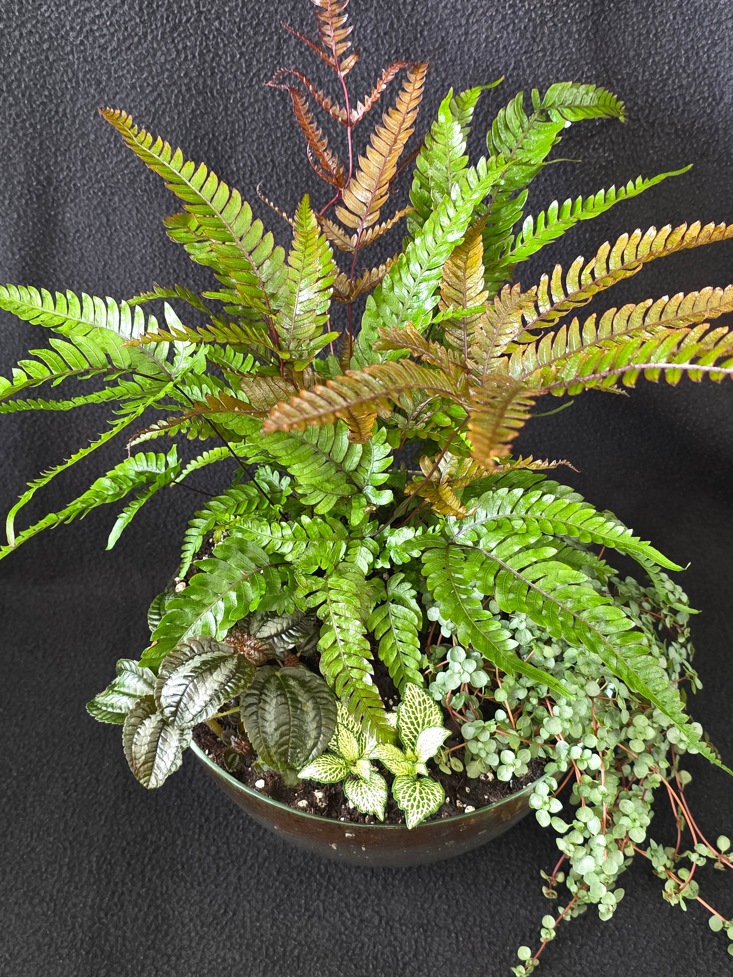 Copper and green fern bowl arrangement, top view