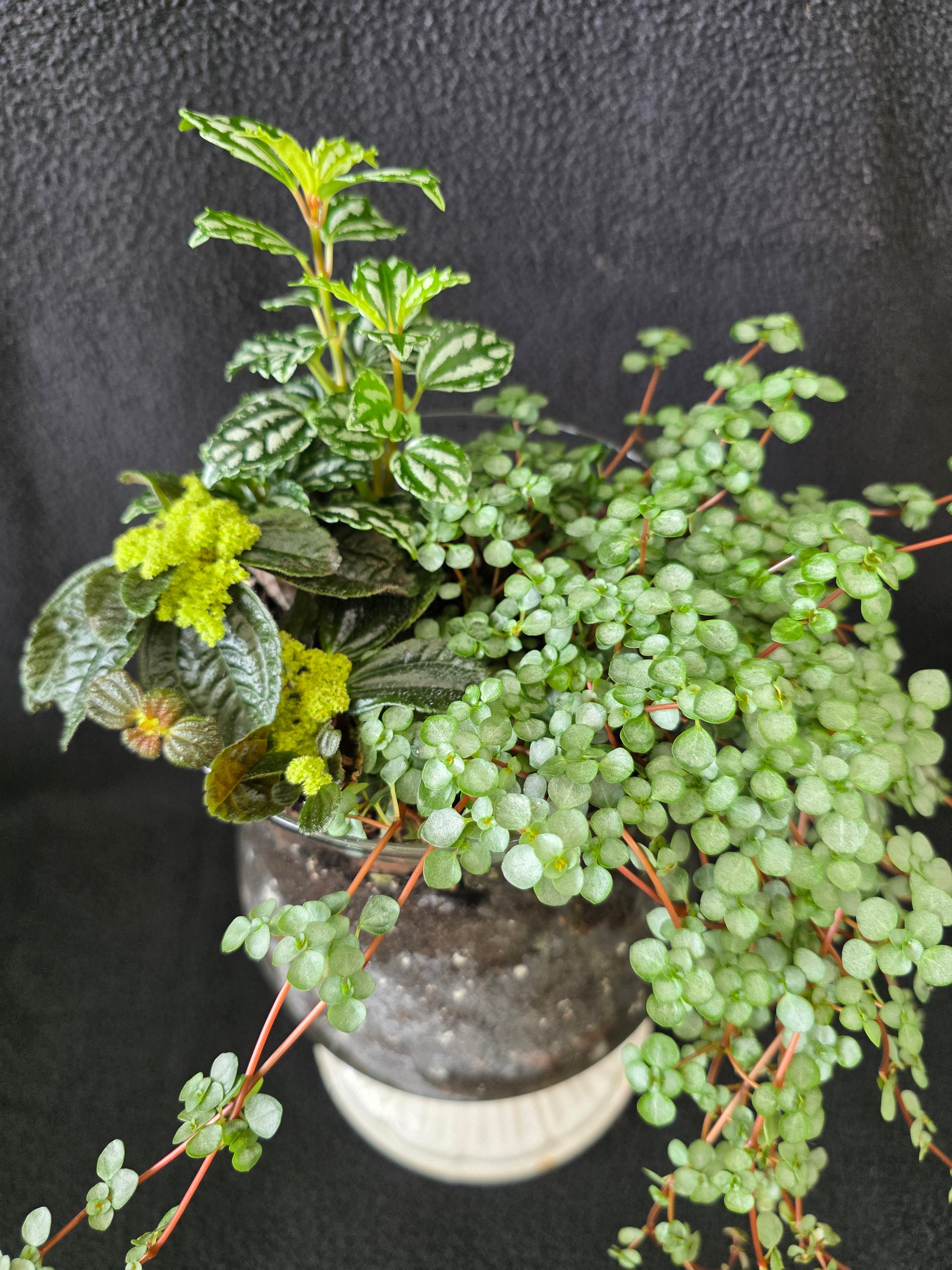 Mercury glass garden arrangement with Fittonia and trailing baby tears, top view