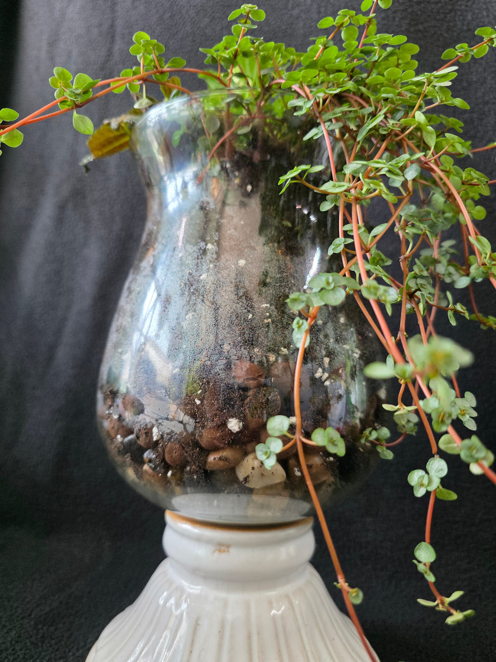 Mercury glass vessel with layered drainage stones and cascading baby tears, side view