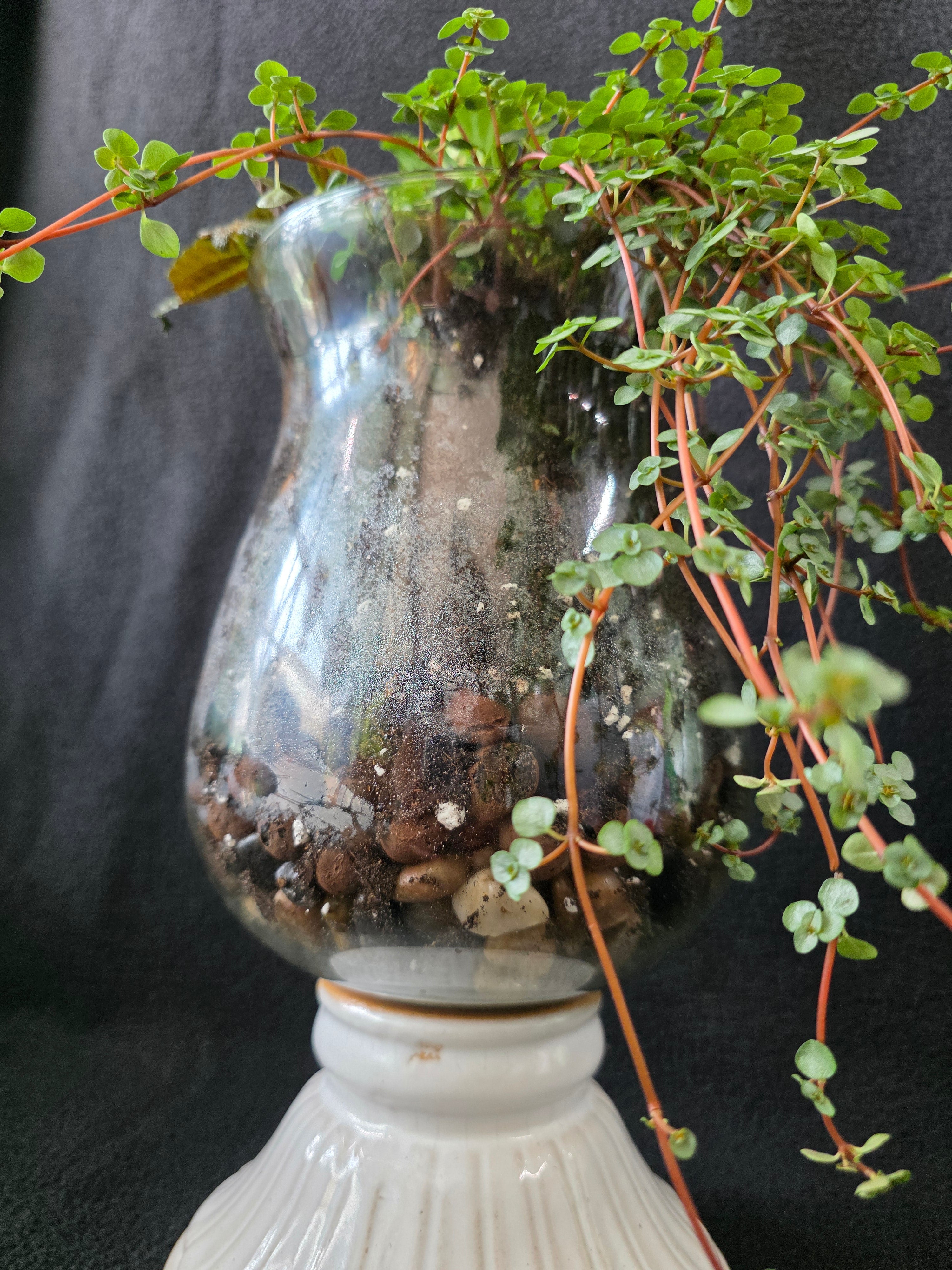 Mercury glass vessel with layered drainage stones and cascading baby tears, side view