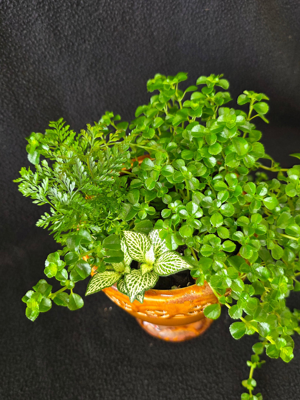 Amber lattice urn garden arrangement with fern, baby tears, and Fittonia, top view