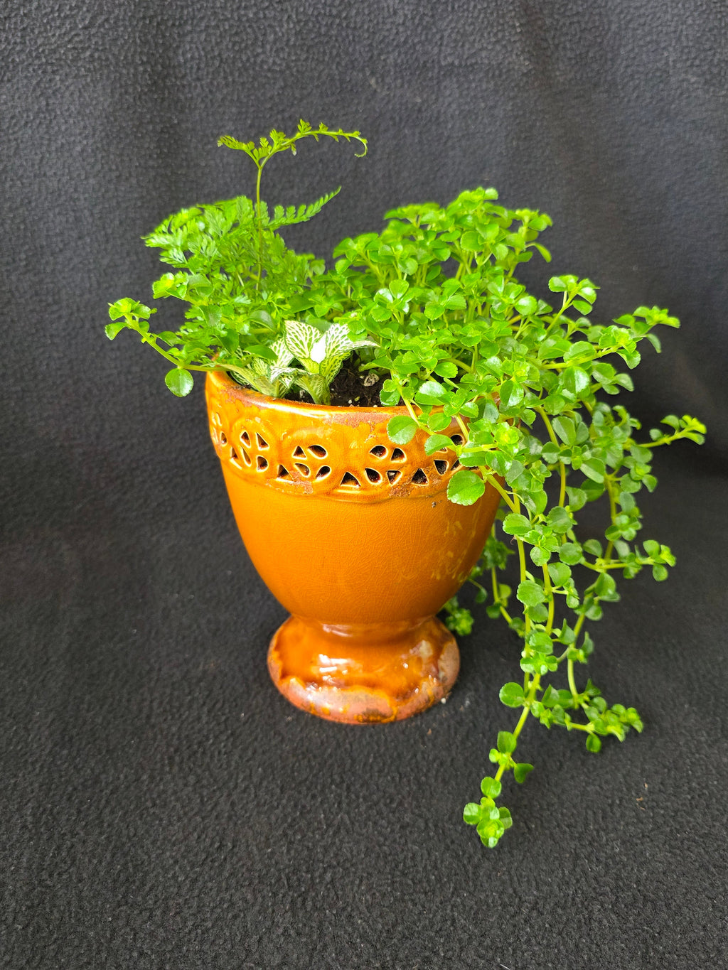 Amber lattice urn garden arrangement with maidenhair fern and baby tears, side view