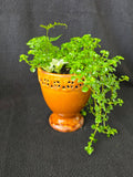 Amber lattice urn garden arrangement with maidenhair fern and baby tears, side view