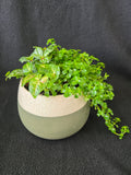 Sage globe crackle glaze garden arrangement, side view