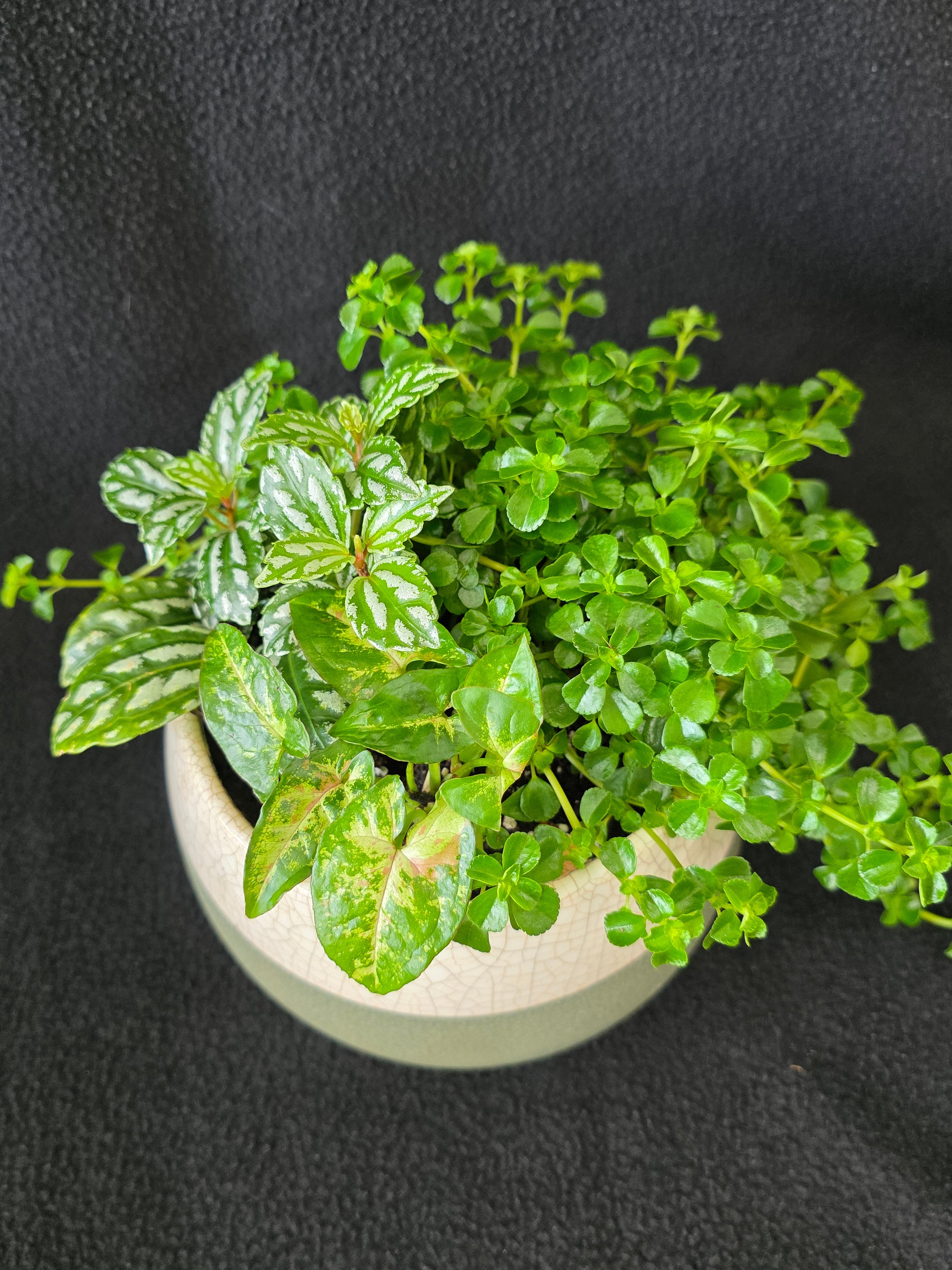 Sage globe crackle glaze garden arrangement with Pilea and baby tears, top view
