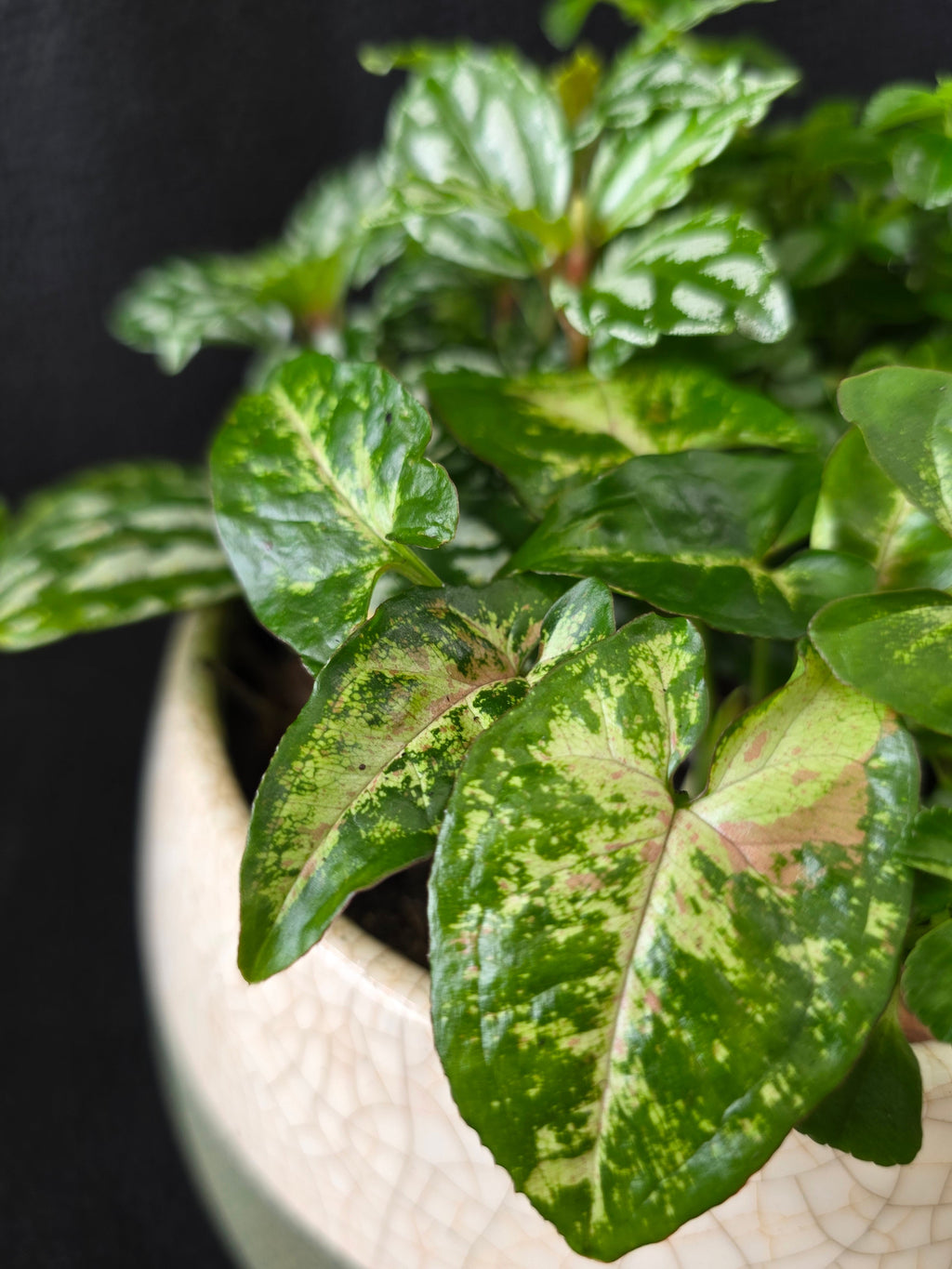 Close-up of variegated Syngonium and Pilea in sage globe planter