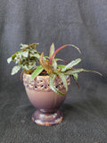 Mauve lattice urn garden arrangement, side view