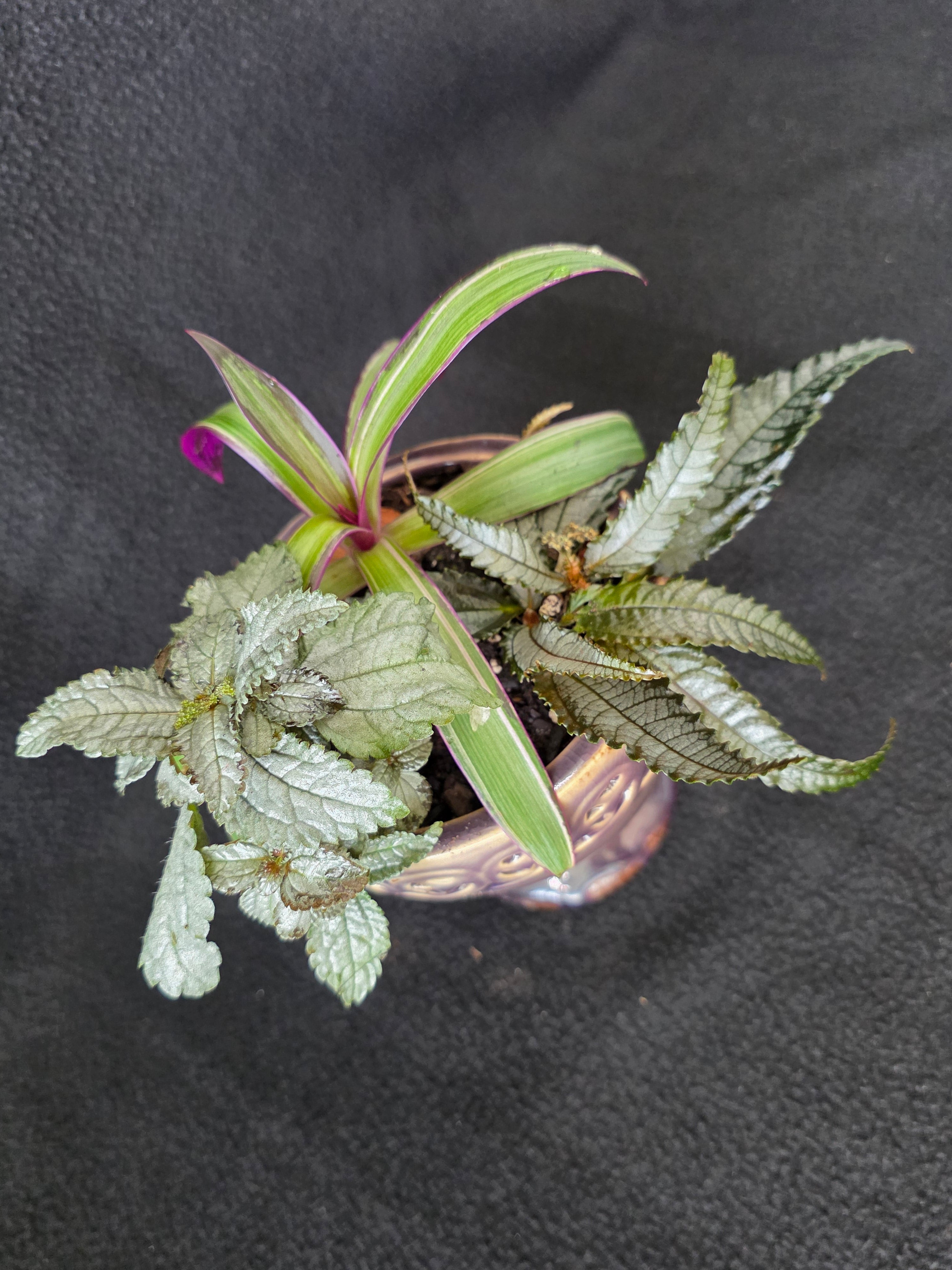 Mauve lattice urn garden arrangement with Pilea and Tradescantia, top view