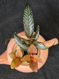 Blush teapot garden arrangement with red-veined Fittonia and Episcia, top view
