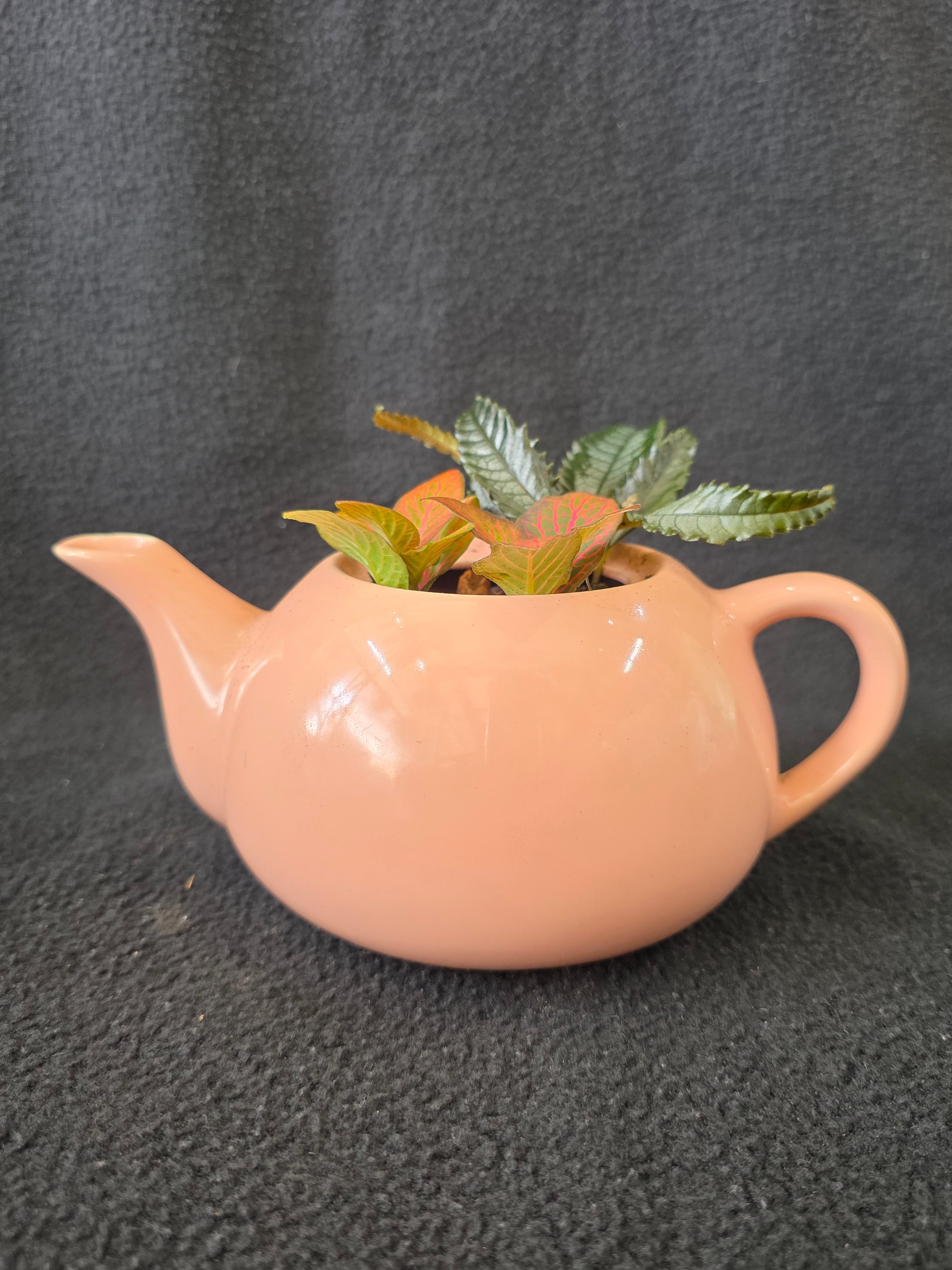 Blush pink ceramic teapot planter with Fittonia and Episcia, side view