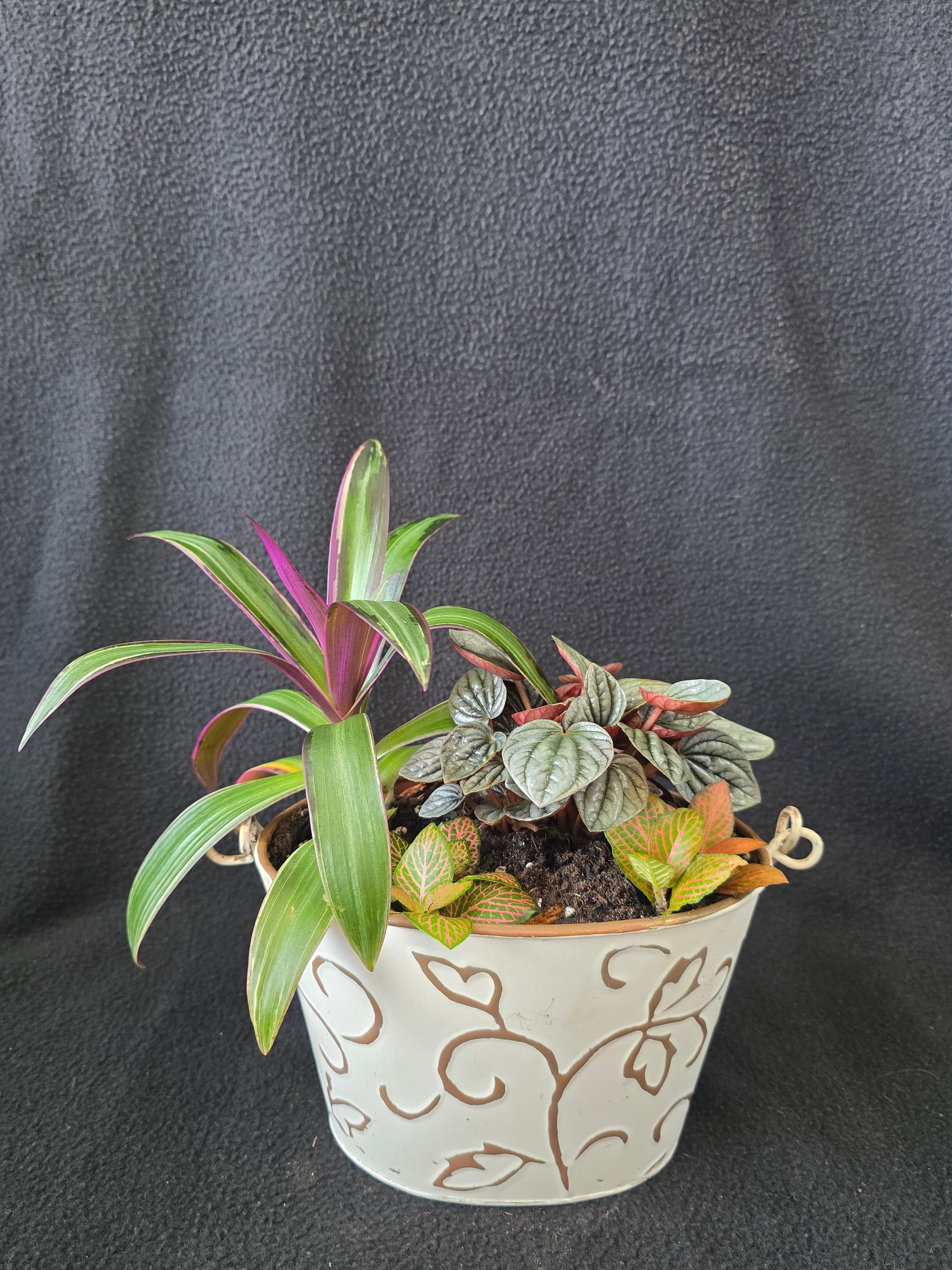 Cream scroll bucket garden arrangement with Tradescantia and Fittonia, side view