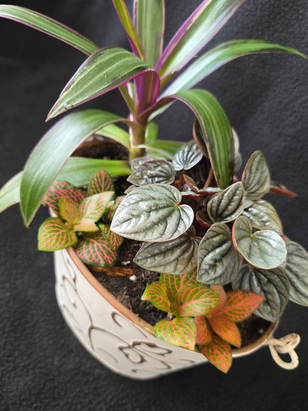Cream scroll bucket garden arrangement with Peperomia and Fittonia, top view