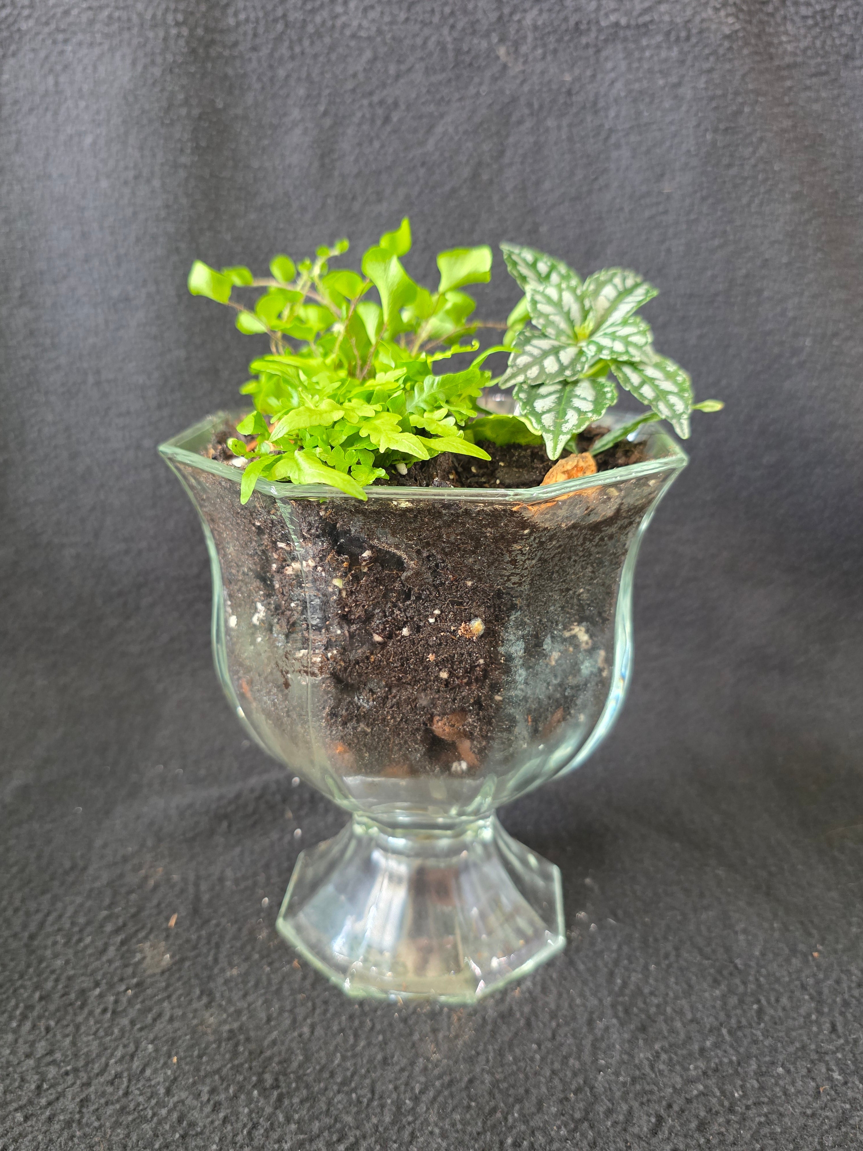 Glass footed urn terrarium arrangement with maidenhair fern and Fittonia, side view