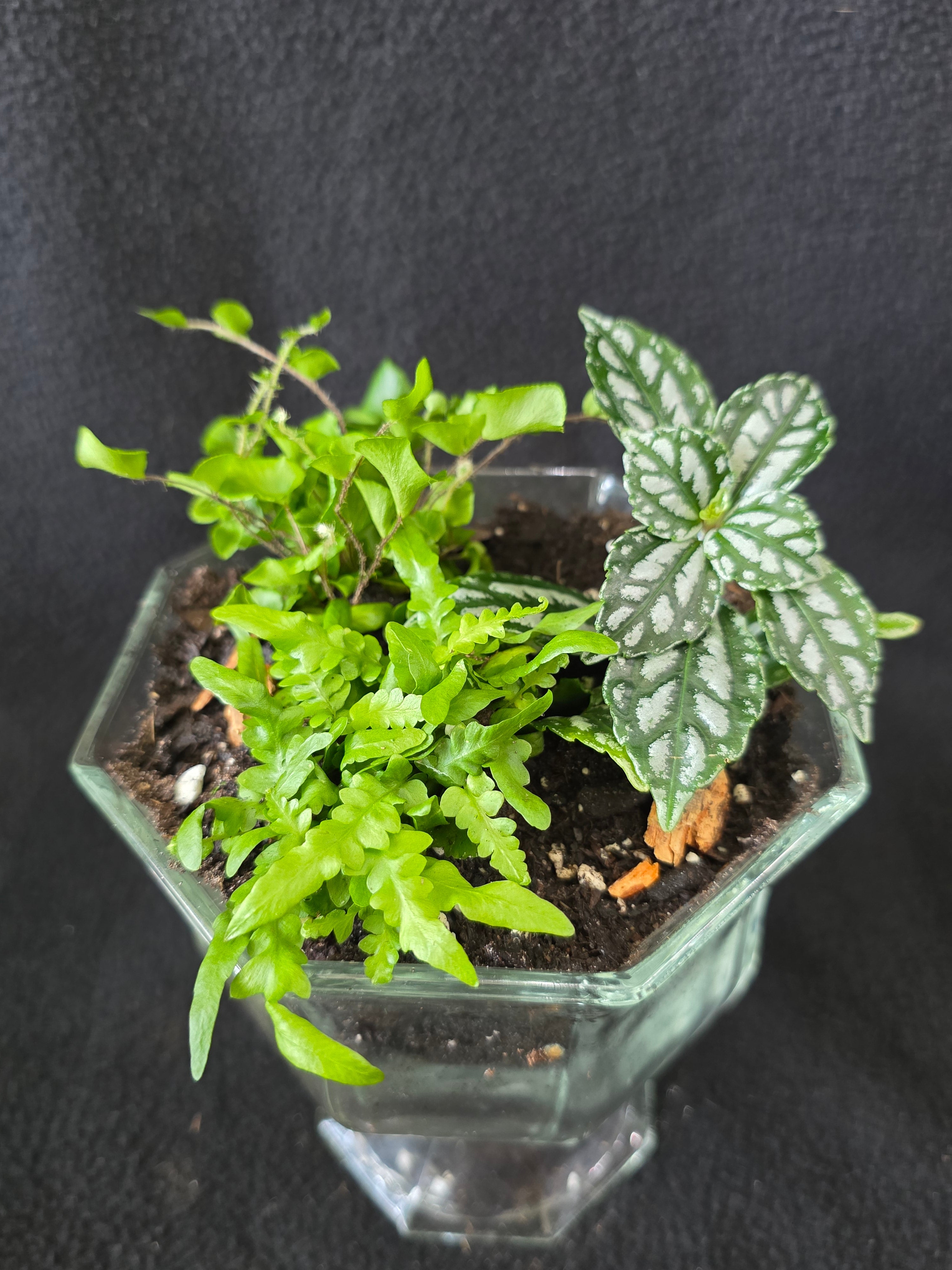Glass footed urn terrarium arrangement, top view showing fern and white-veined Fittonia
