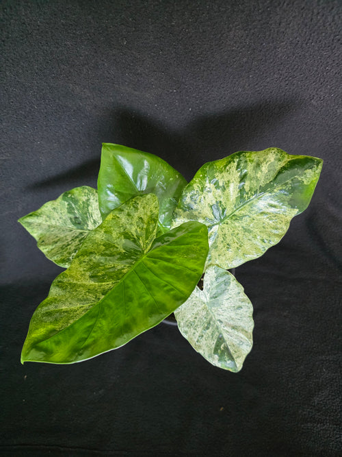 Alocasia Blizzard aka Adora Batik 6 inch pot