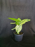 Alocasia Blizzard aka Adora Batik 6 inch pot