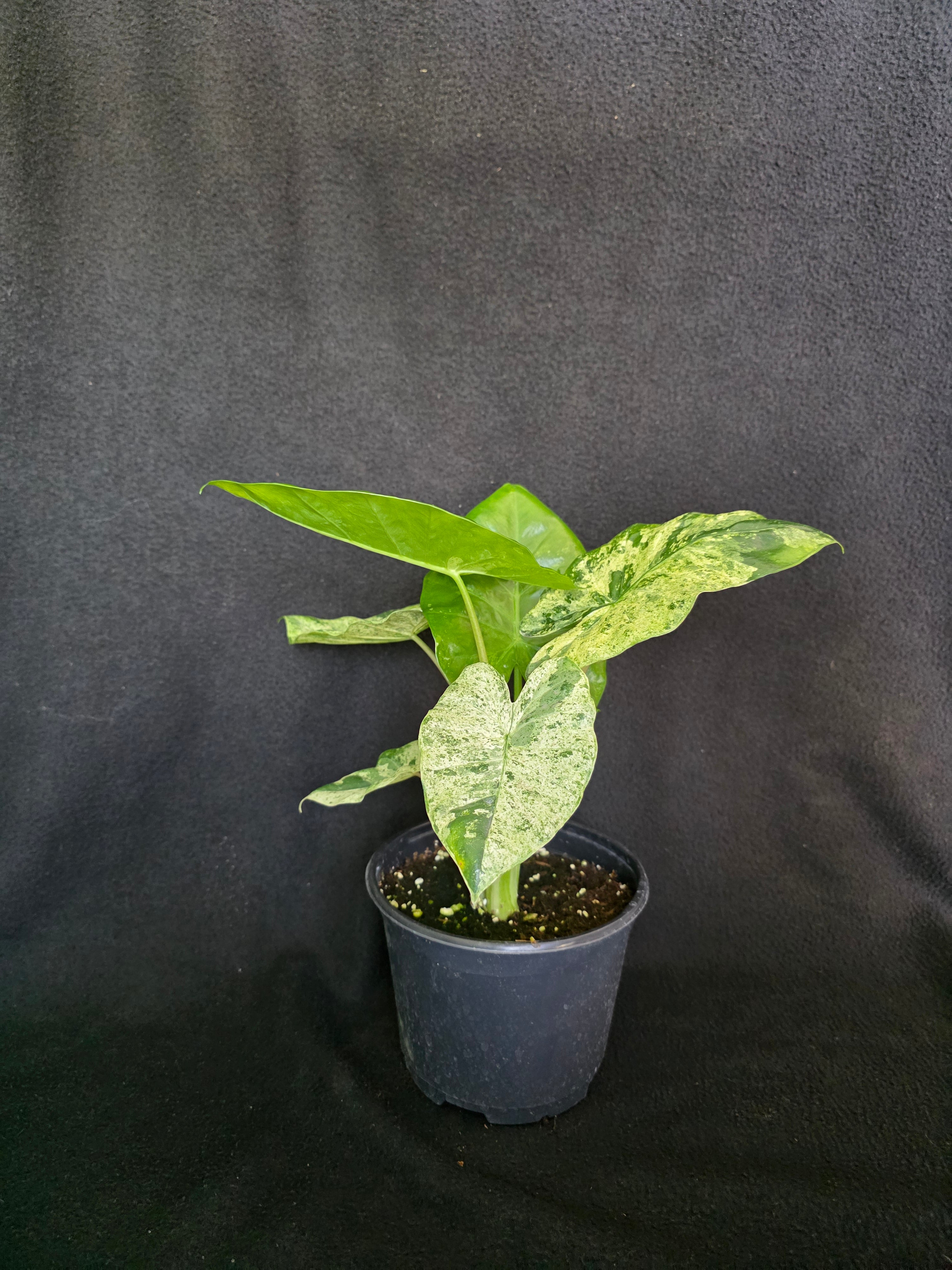Alocasia Blizzard aka Adora Batik 6 inch pot