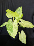 Alocasia Blizzard – 10 Inch Pot
