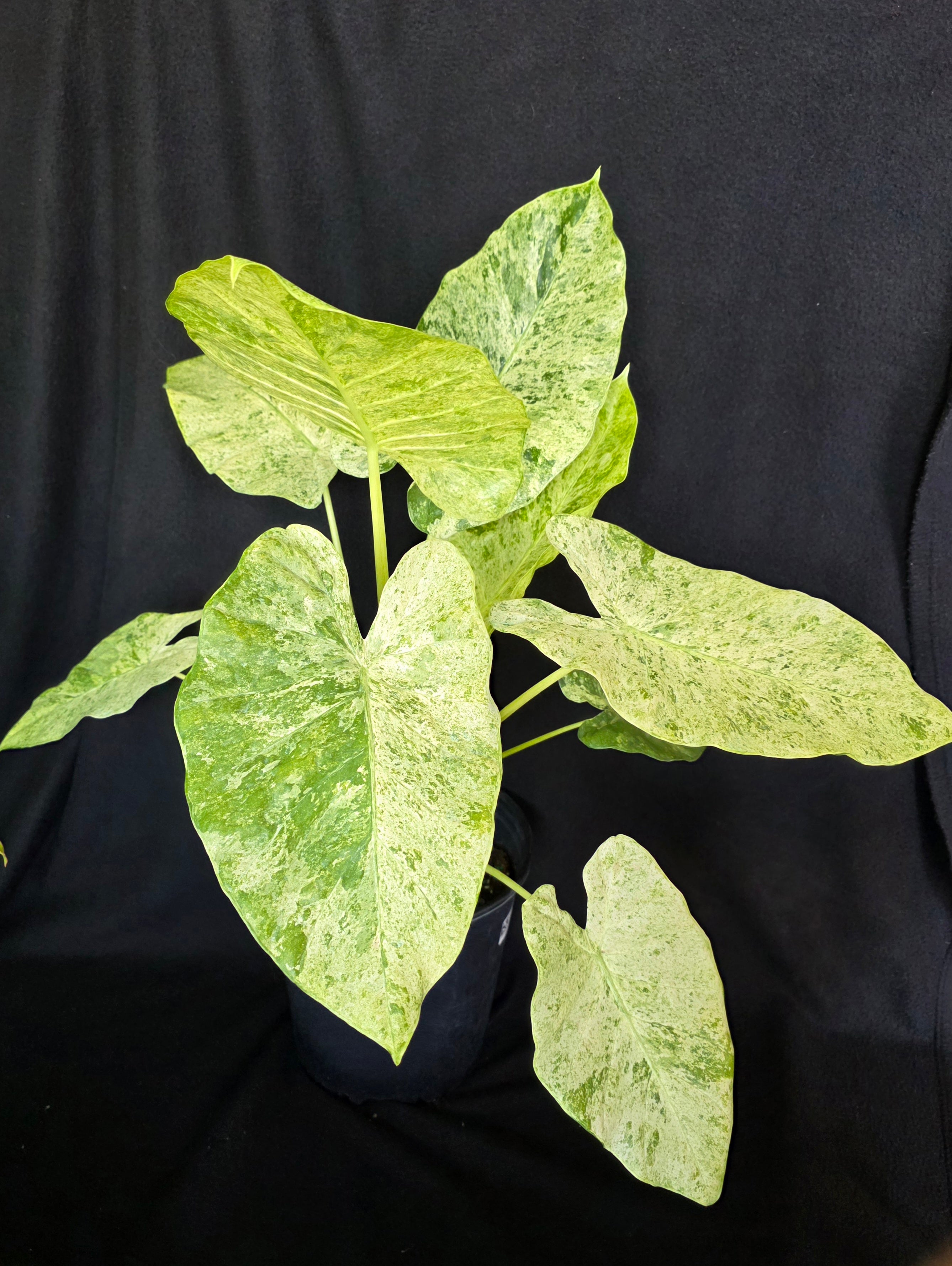 Alocasia Blizzard – 10 Inch Pot