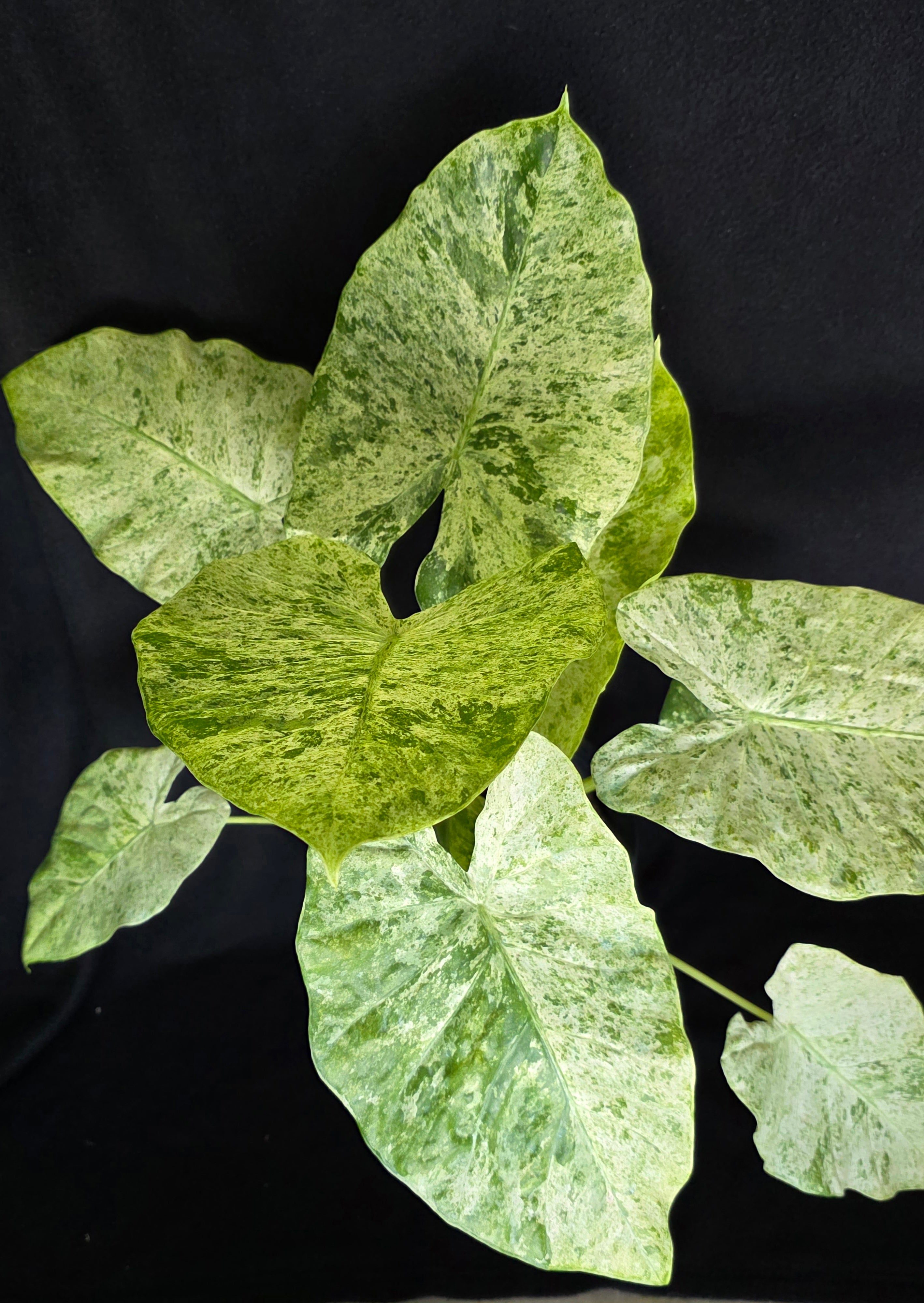 Alocasia Blizzard – 10 Inch Pot