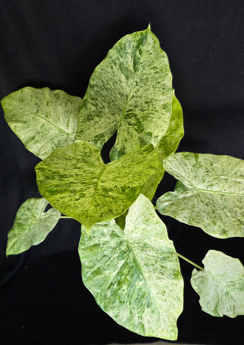 Alocasia Blizzard – 10 Inch Pot