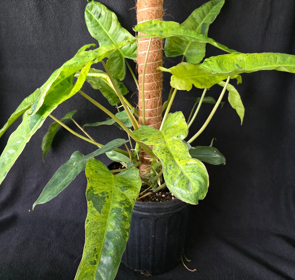 Philodendron Paraiso Verde – 10 Inch Pot