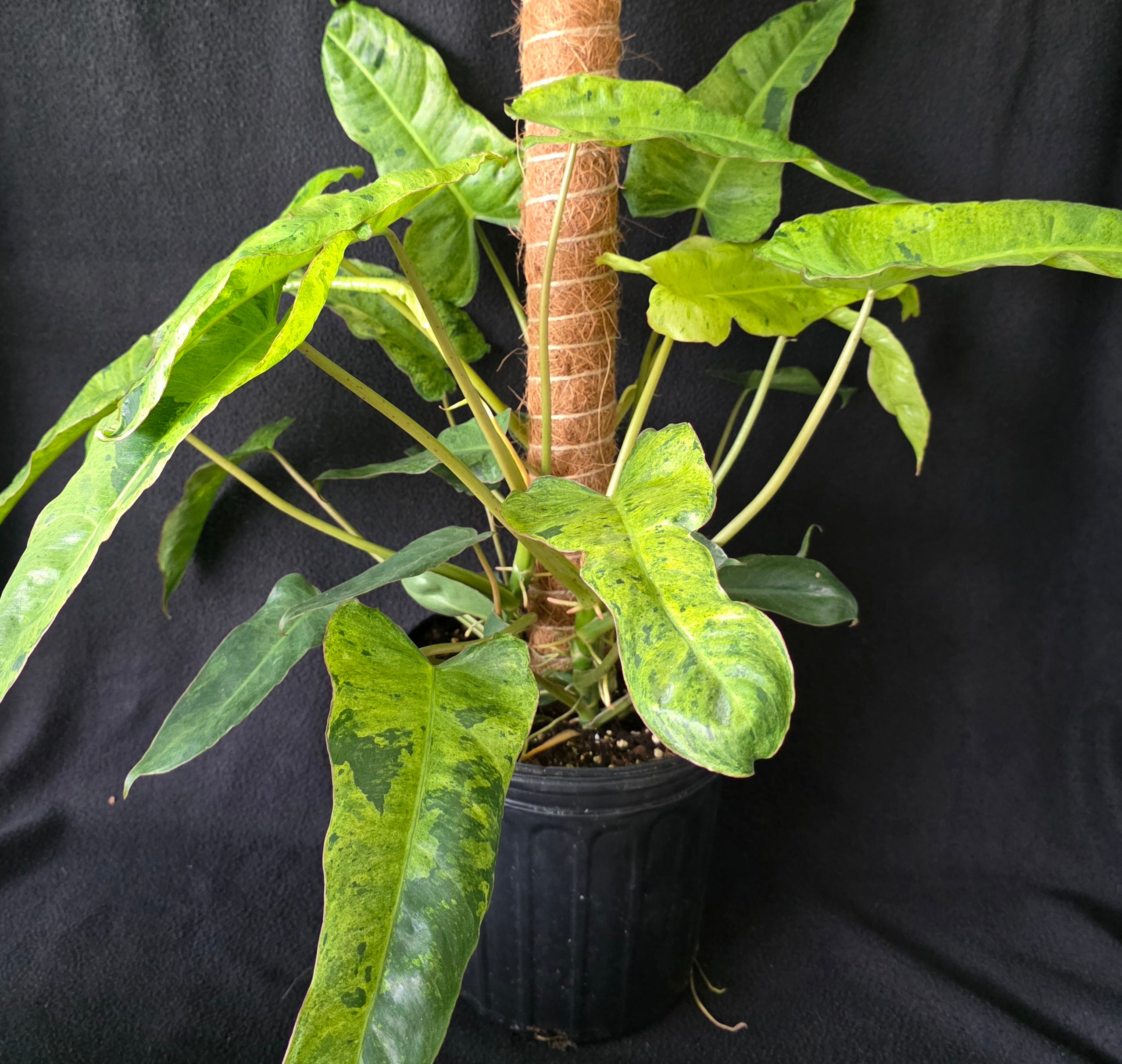 Philodendron Paraiso Verde – 10 Inch Pot