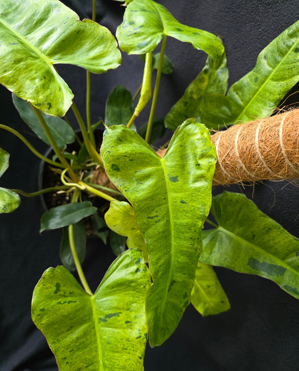 Philodendron Paraiso Verde – 10 Inch Pot
