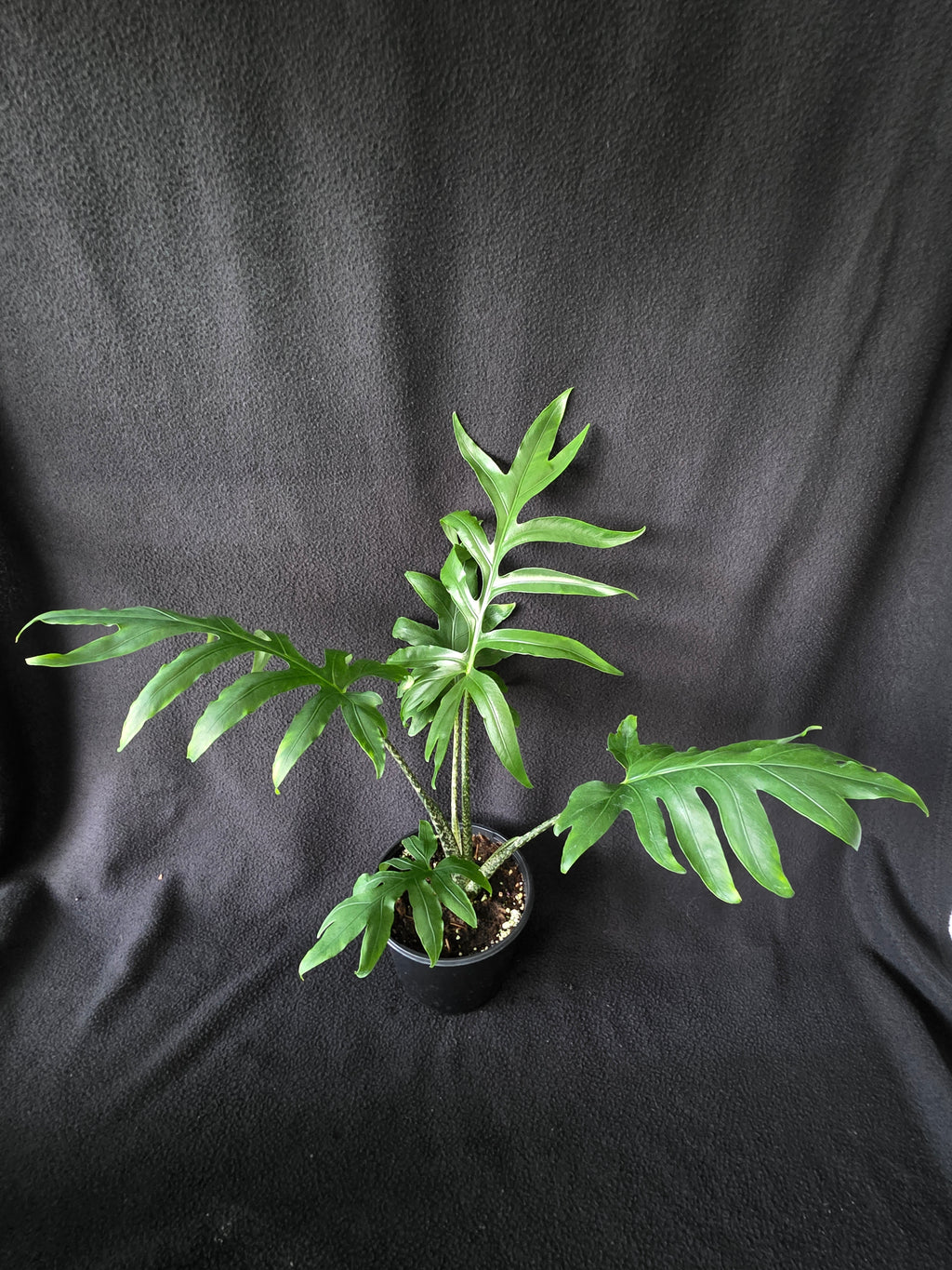 Alocasia Brancifolia 6 Inch Pot