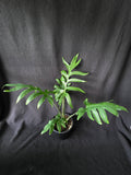 Alocasia Brancifolia 6 Inch Pot
