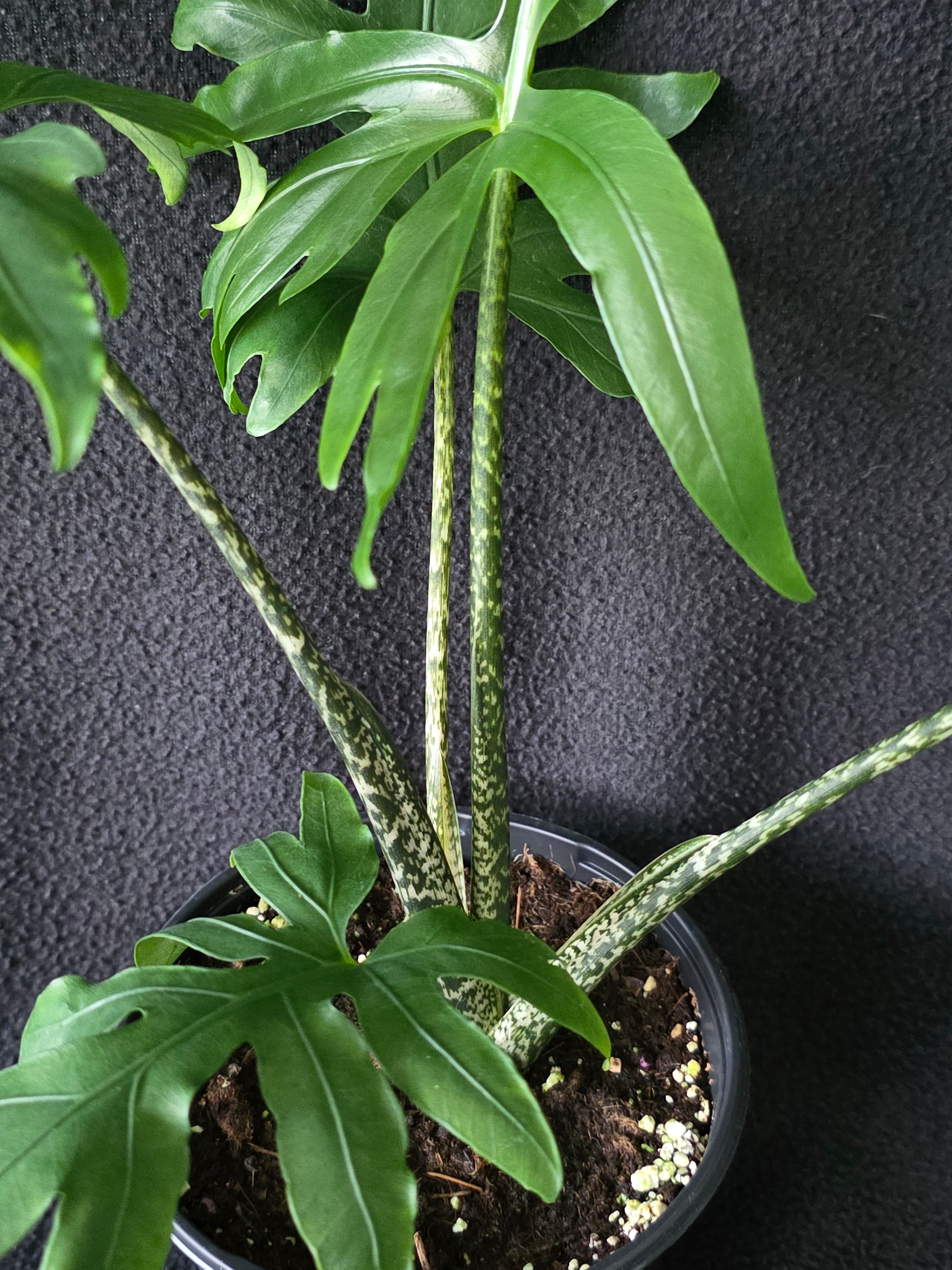 Alocasia Brancifolia 6 Inch Pot