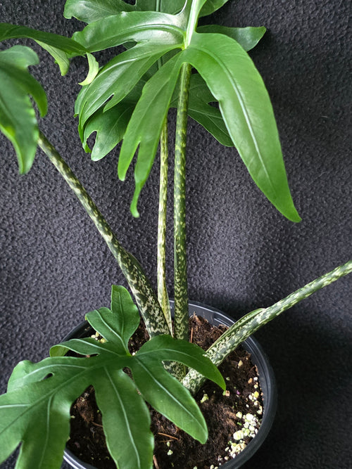 Alocasia Brancifolia 6 Inch Pot