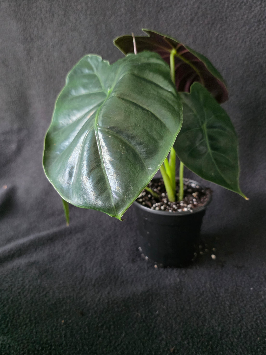 Alocasia Golden Bone 4 Inch Pot