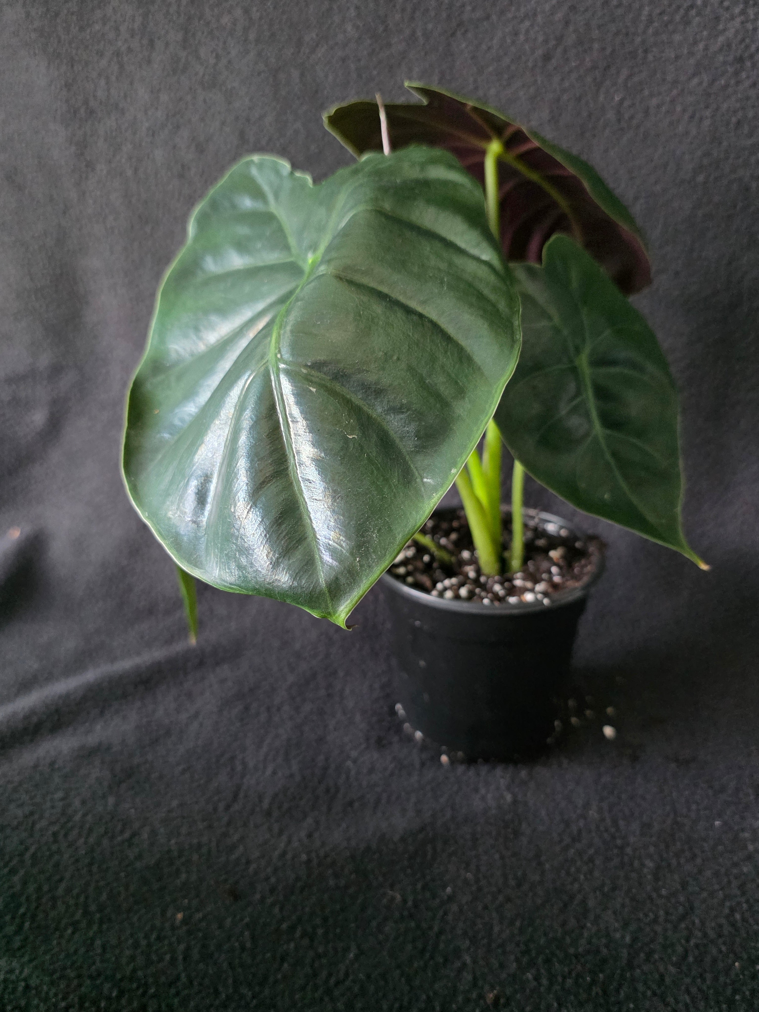 Alocasia Golden Bone 4 Inch Pot