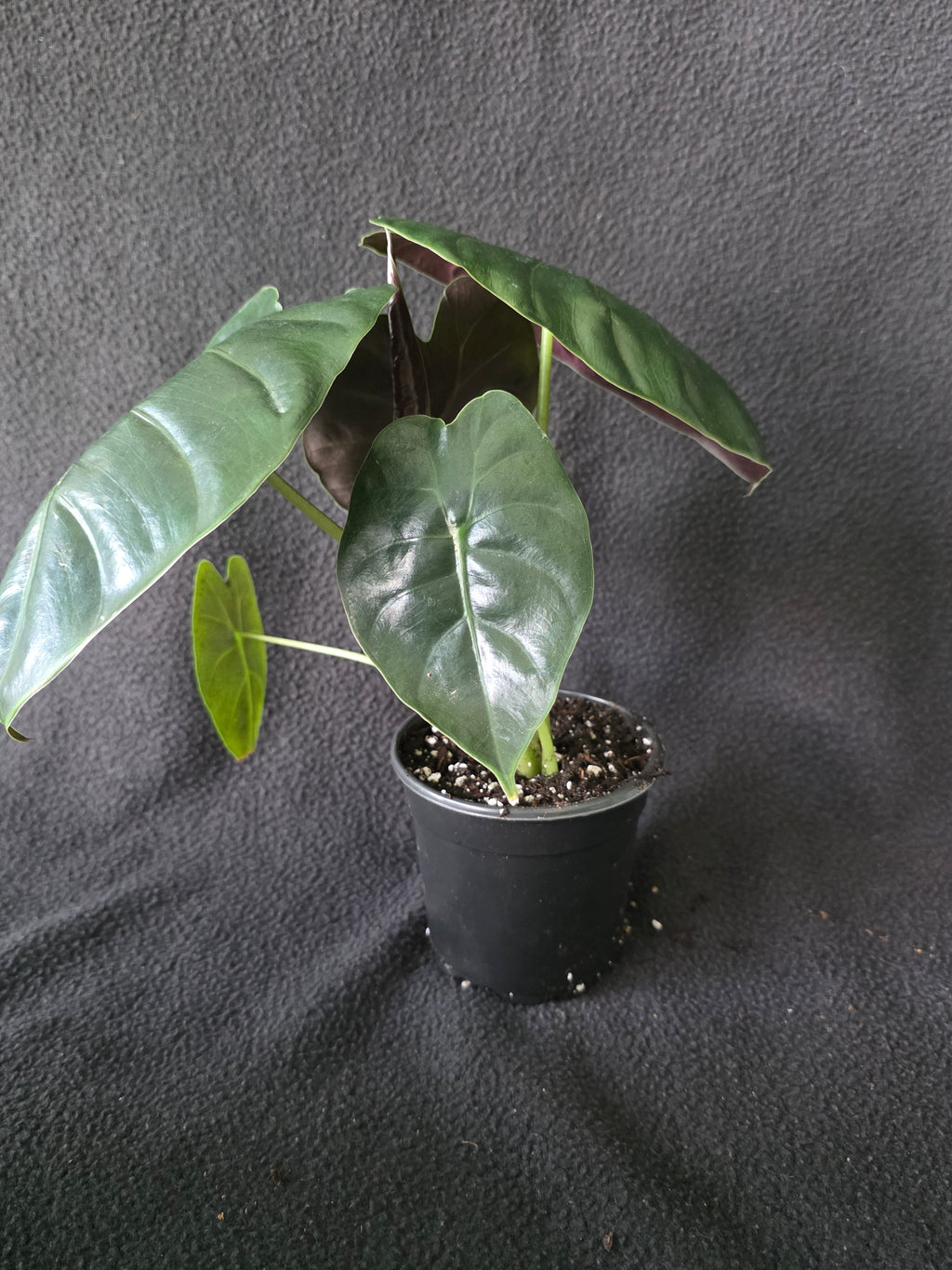 Alocasia Golden Bone 4 Inch Pot