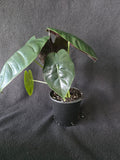 Alocasia Golden Bone 4 Inch Pot