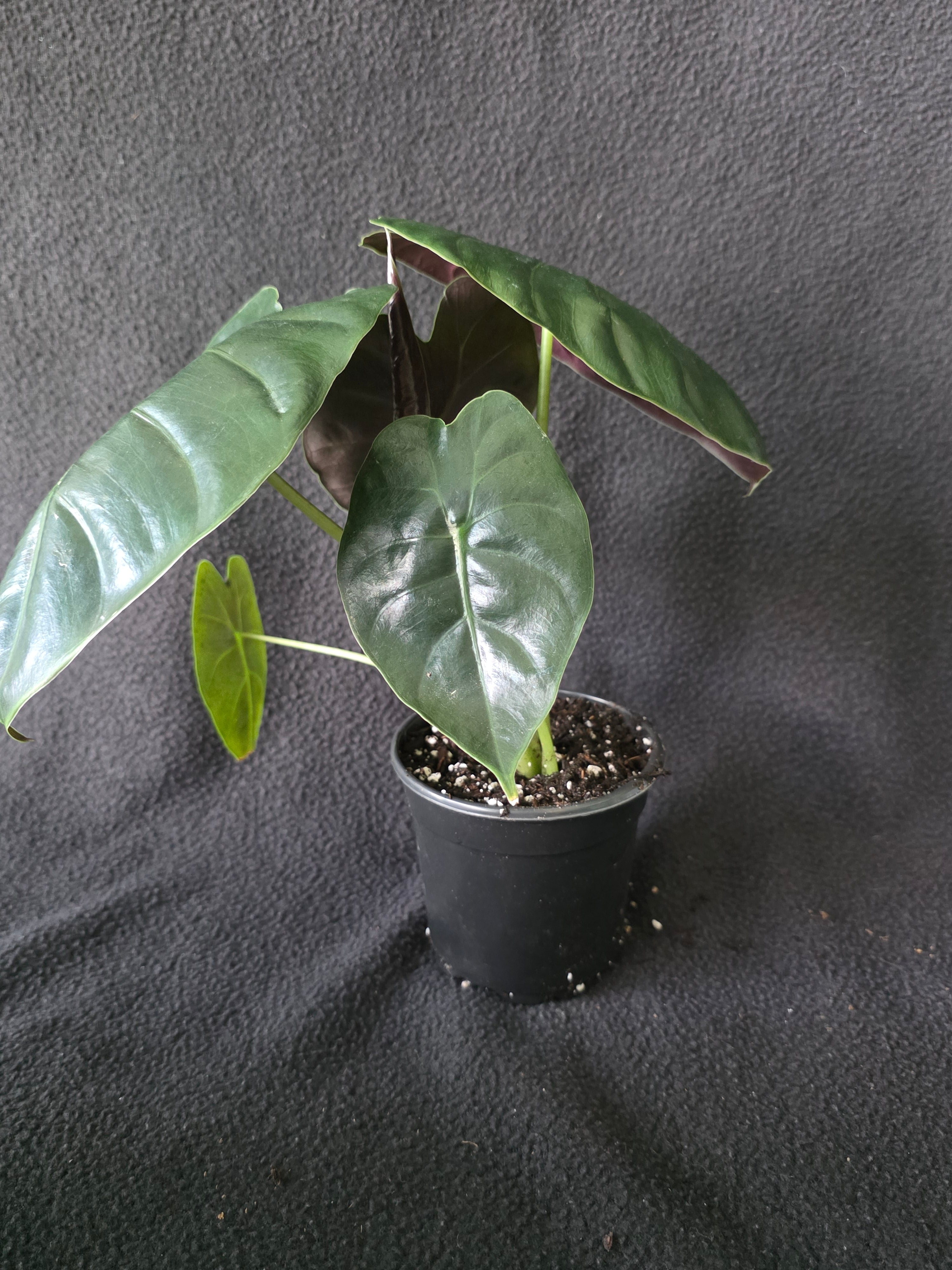 Alocasia Golden Bone 4 Inch Pot