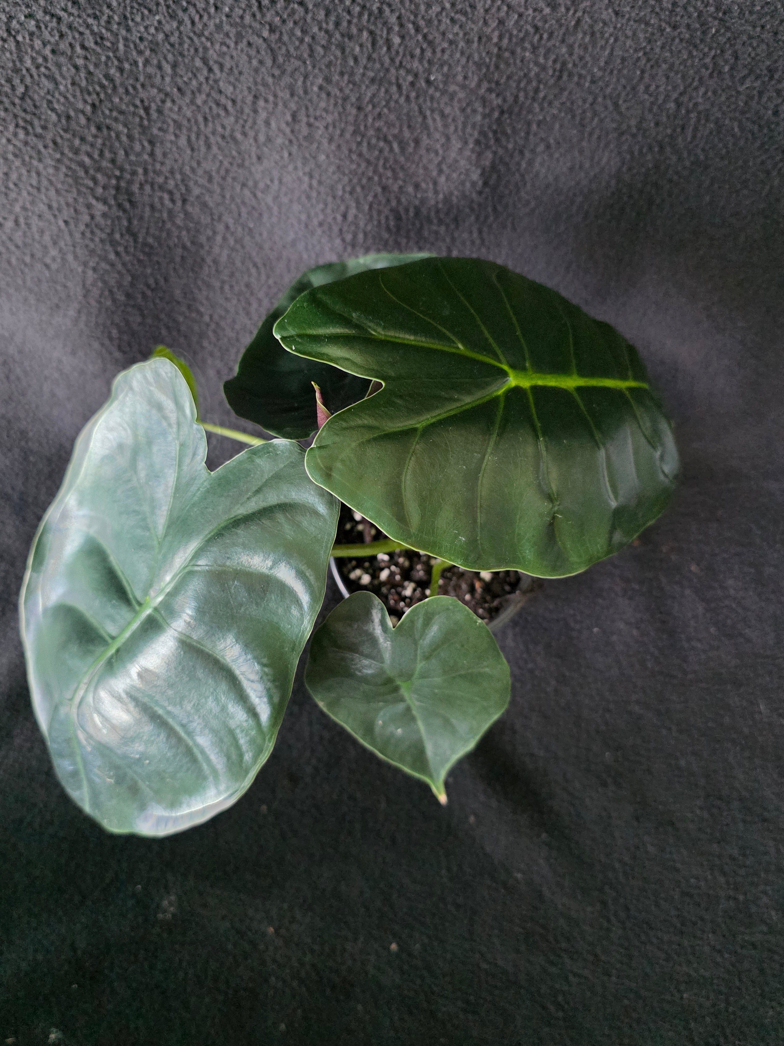 Alocasia Golden Bone 4 Inch Pot