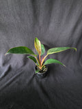 Philodendron Pink Birkin – 4 Inch Pot