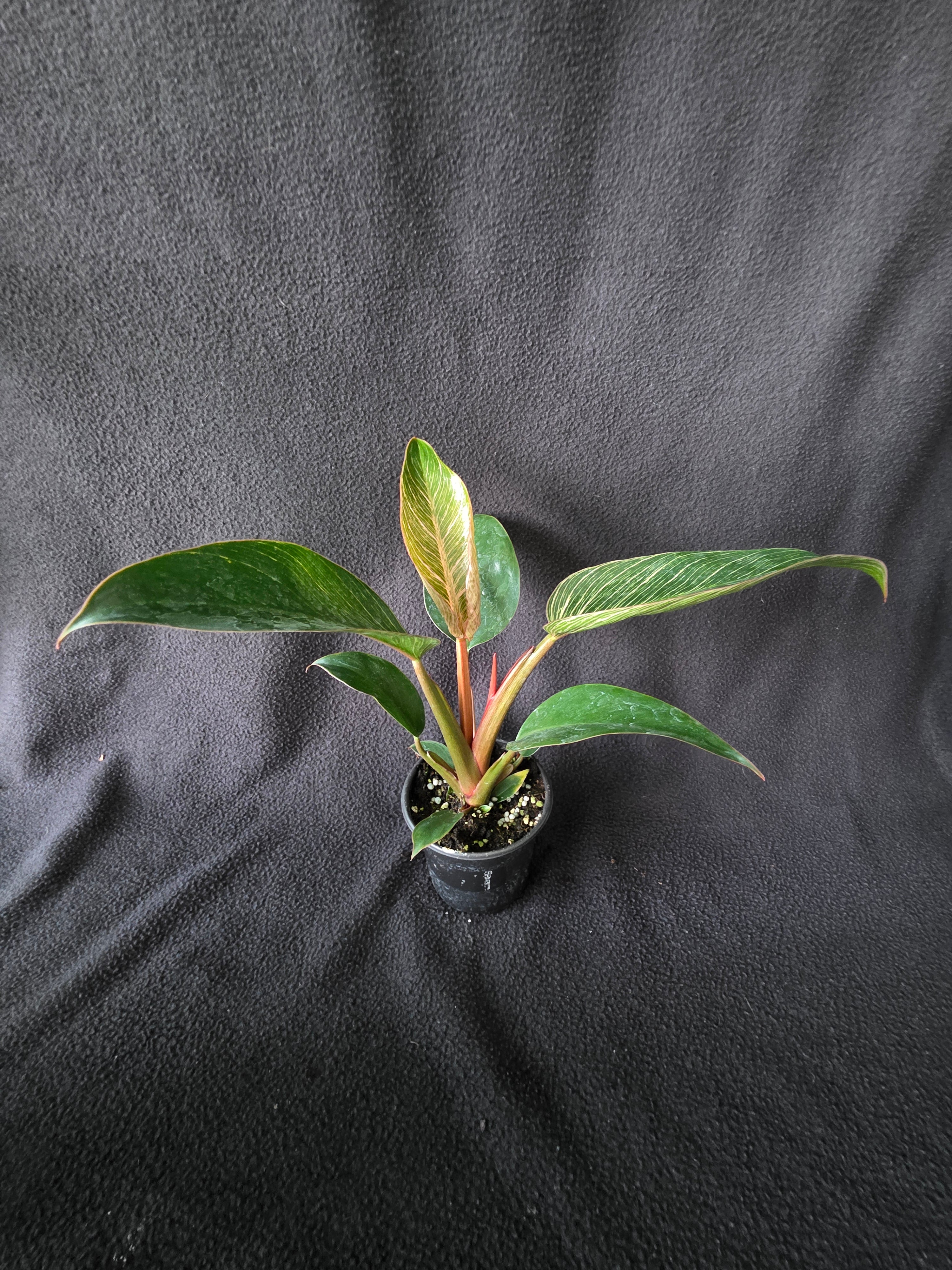 Philodendron Pink Birkin – 4 Inch Pot