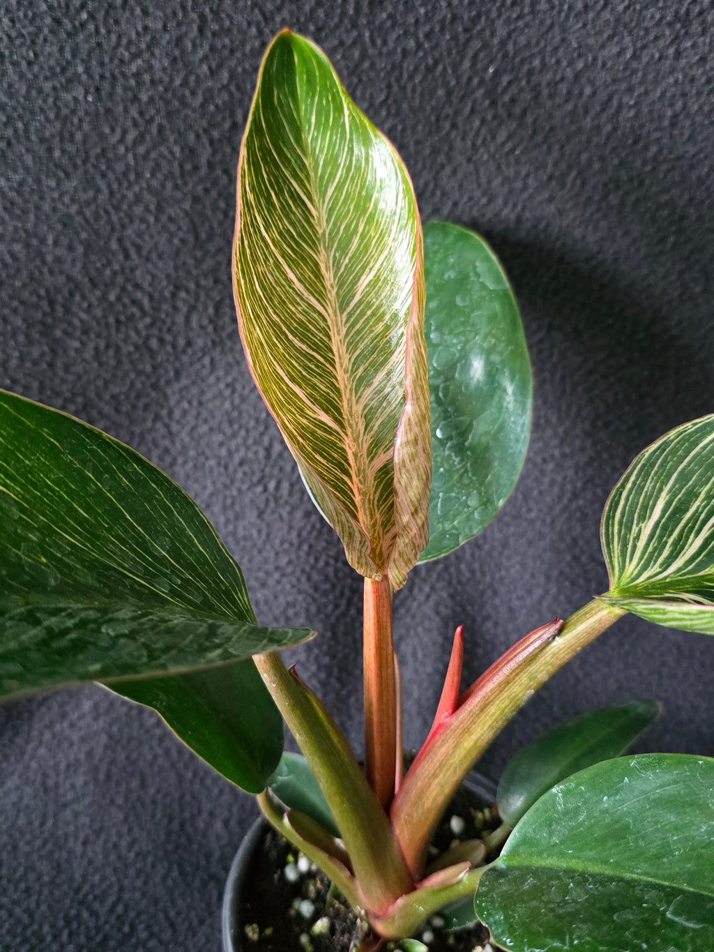 Philodendron Pink Birkin – 4 Inch Pot