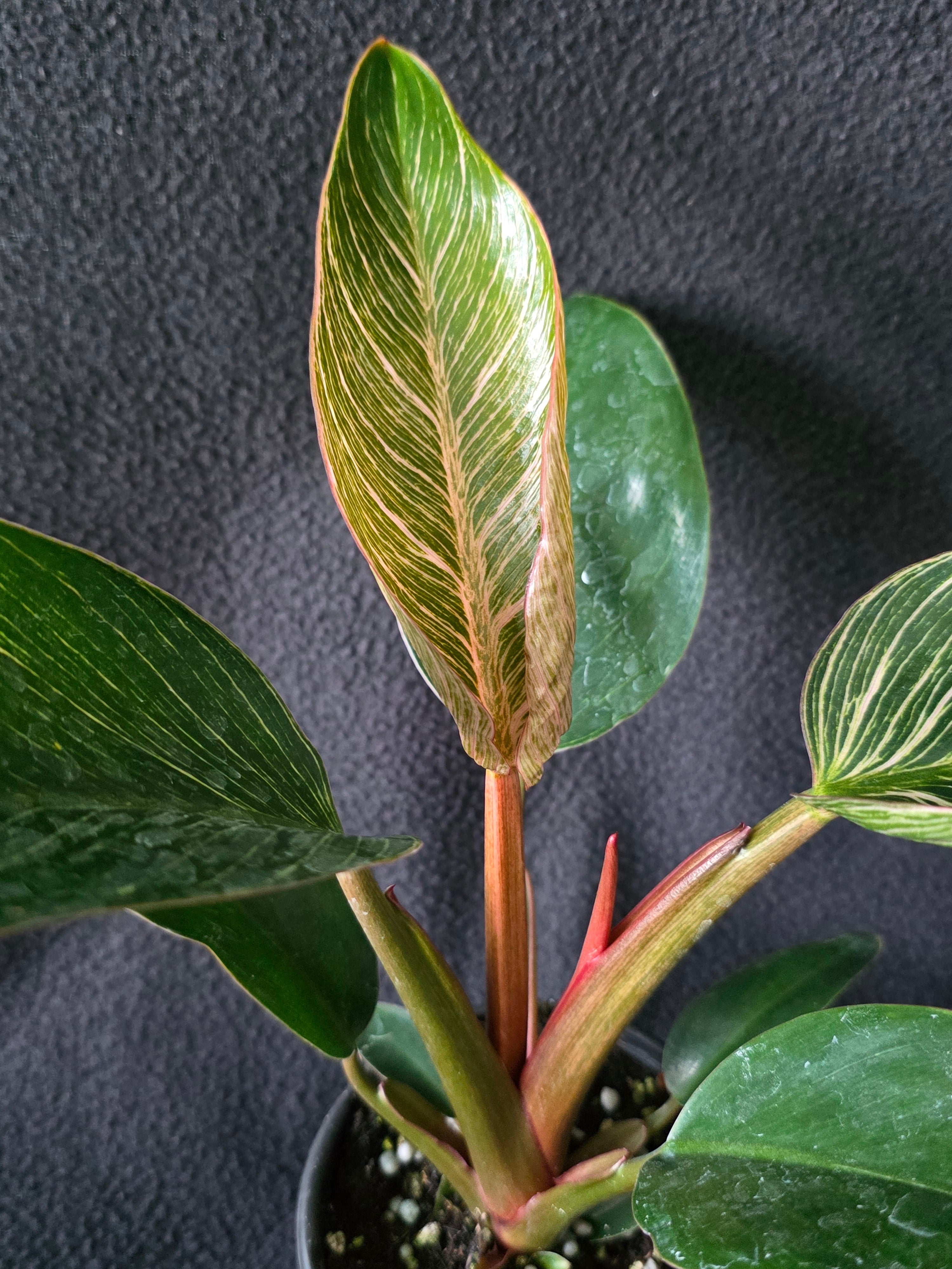 Philodendron Pink Birkin – 4 Inch Pot