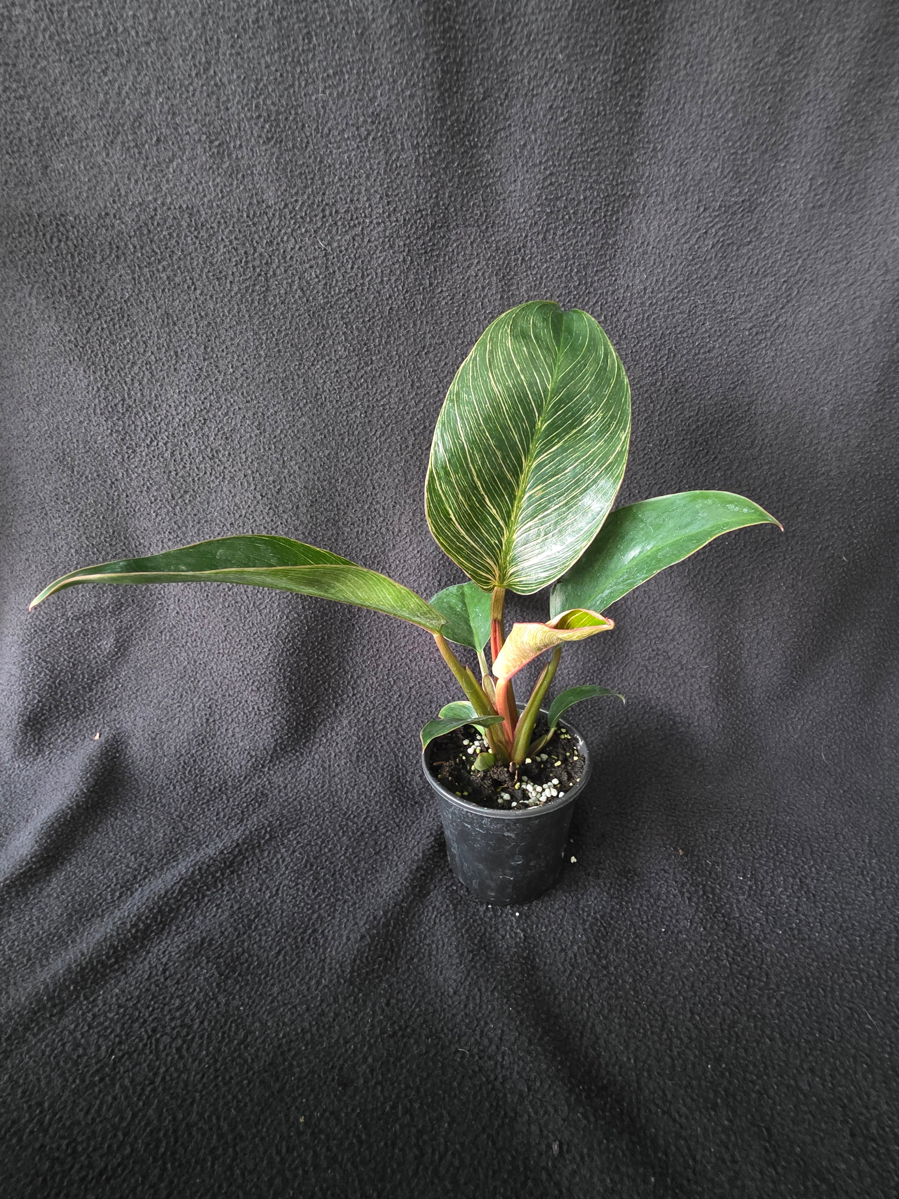 Philodendron Pink Birkin – 4 Inch Pot