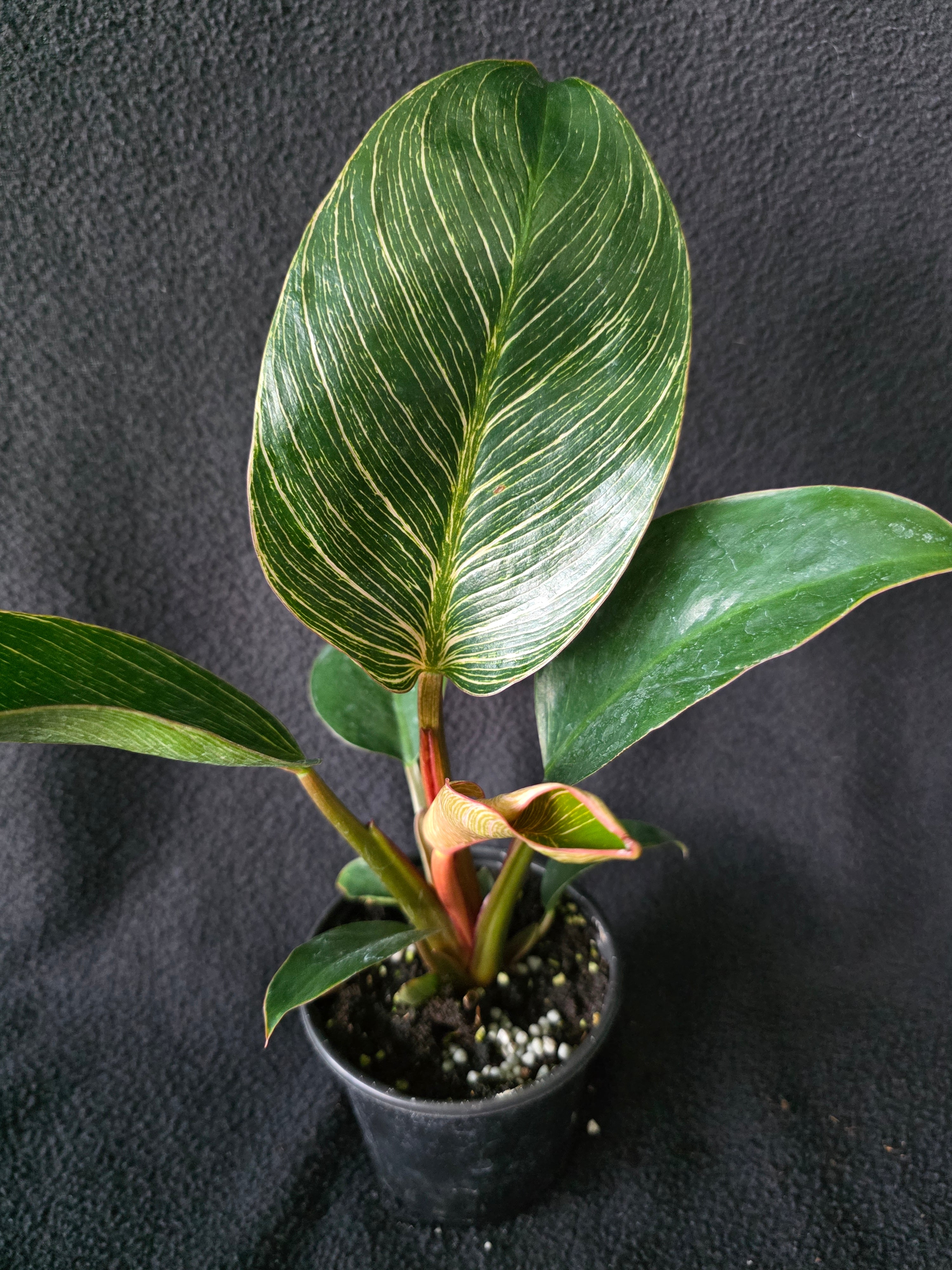 Philodendron Pink Birkin – 4 Inch Pot