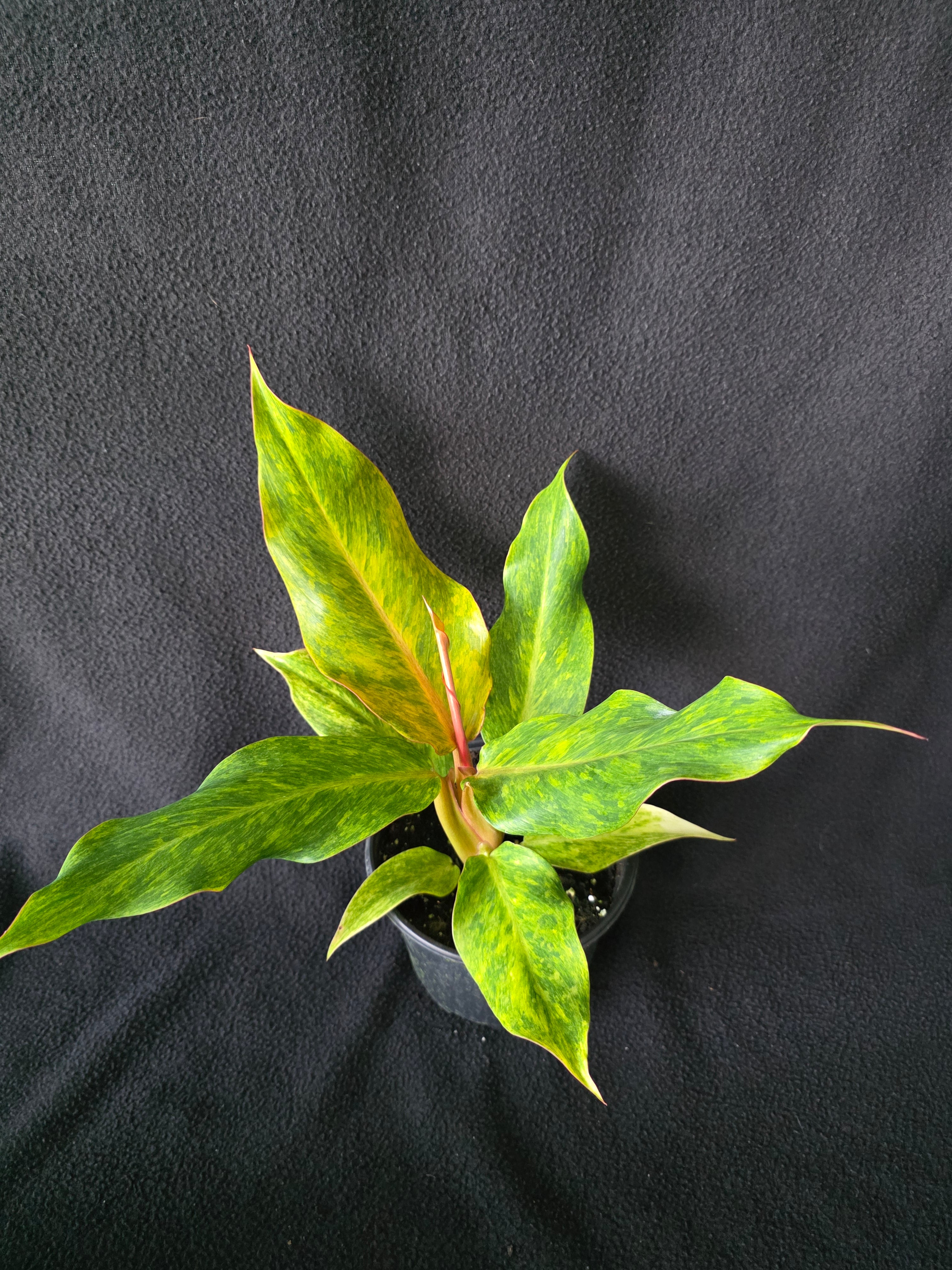 Philodendron Orange Marmalade 6 Inch Pot