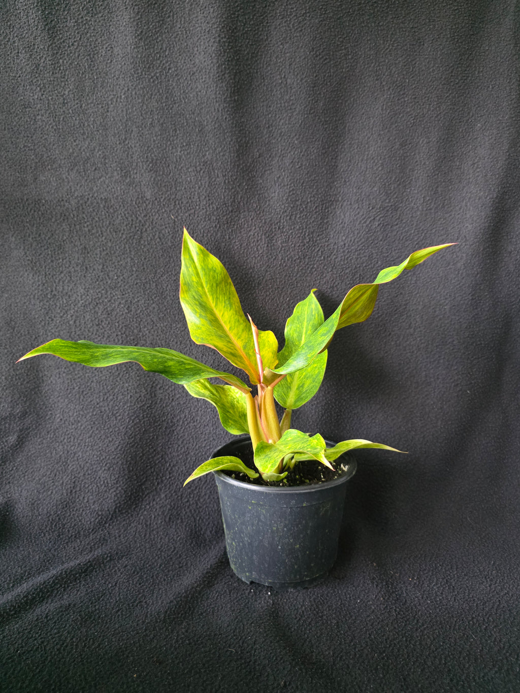 Philodendron Orange Marmalade 6 Inch Pot