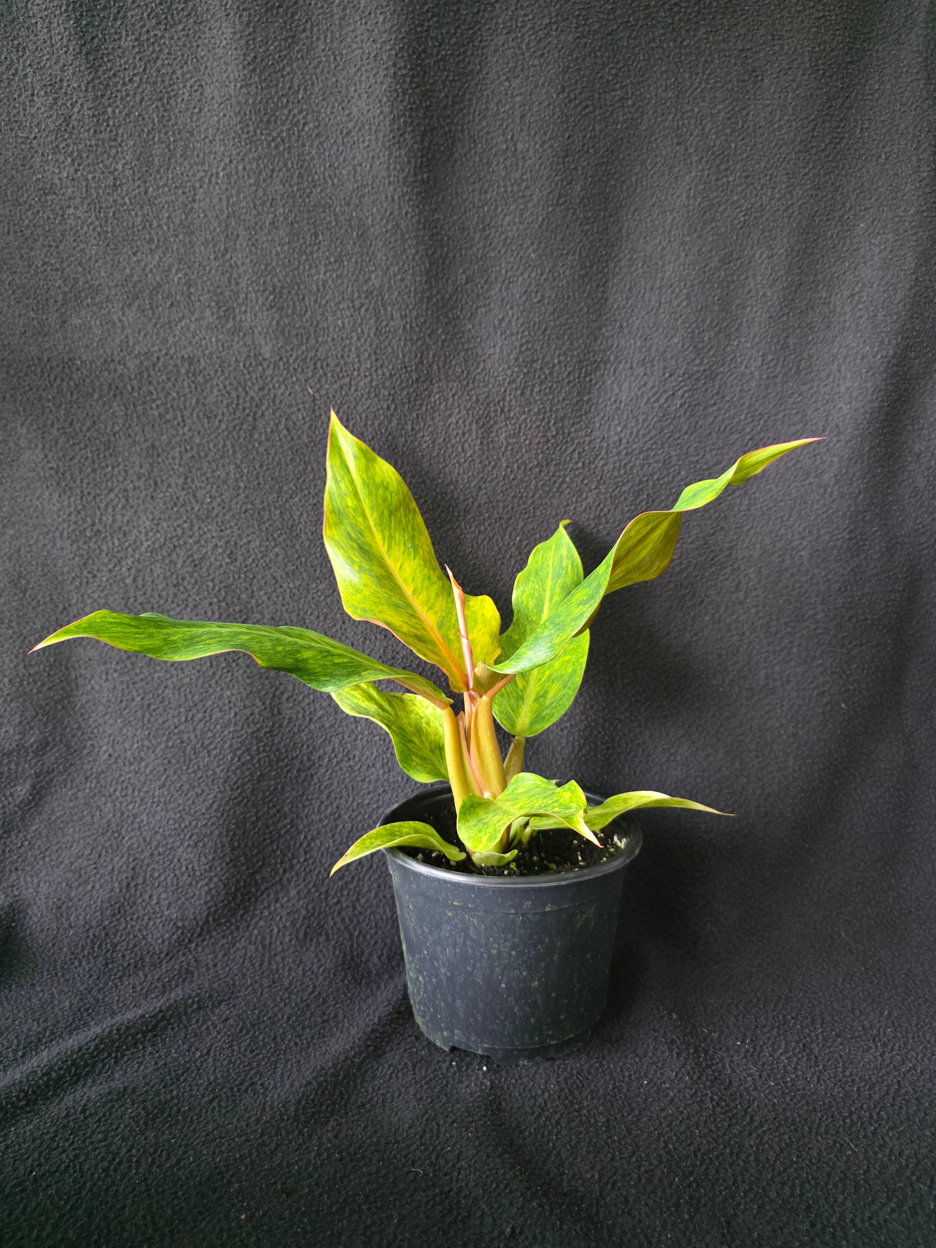 Philodendron Orange Marmalade 6 Inch Pot