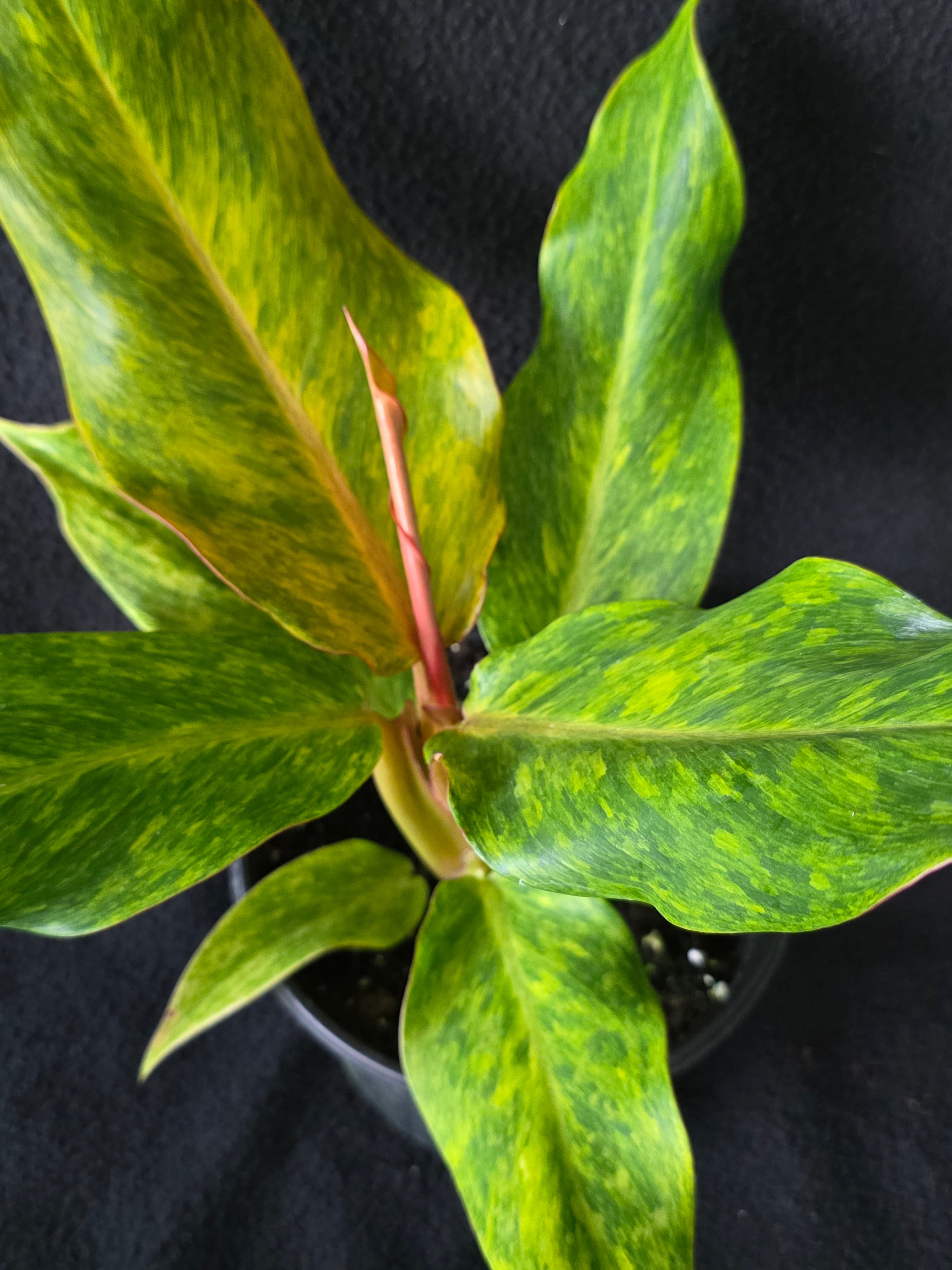 Philodendron Orange Marmalade 6 Inch Pot