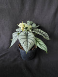Alocasia Silver Dragon – 6 Inch Pot