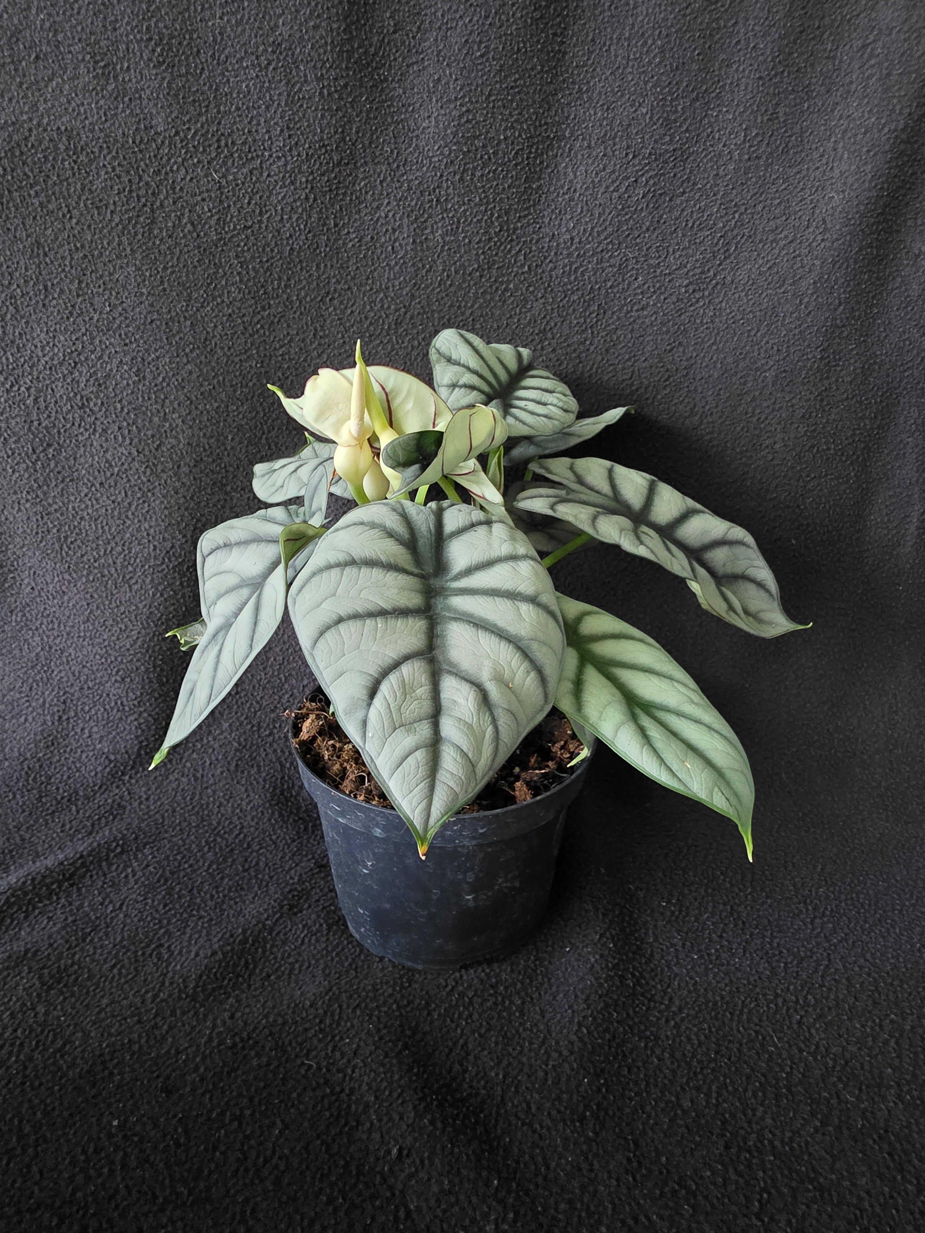 Alocasia Silver Dragon – 6 Inch Pot